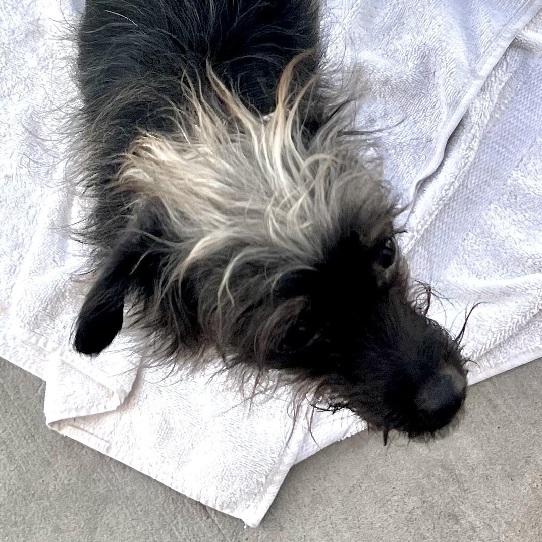 Enlarge Rose, a Adoptable mixed breed in Los Angeles, CA image 4/5