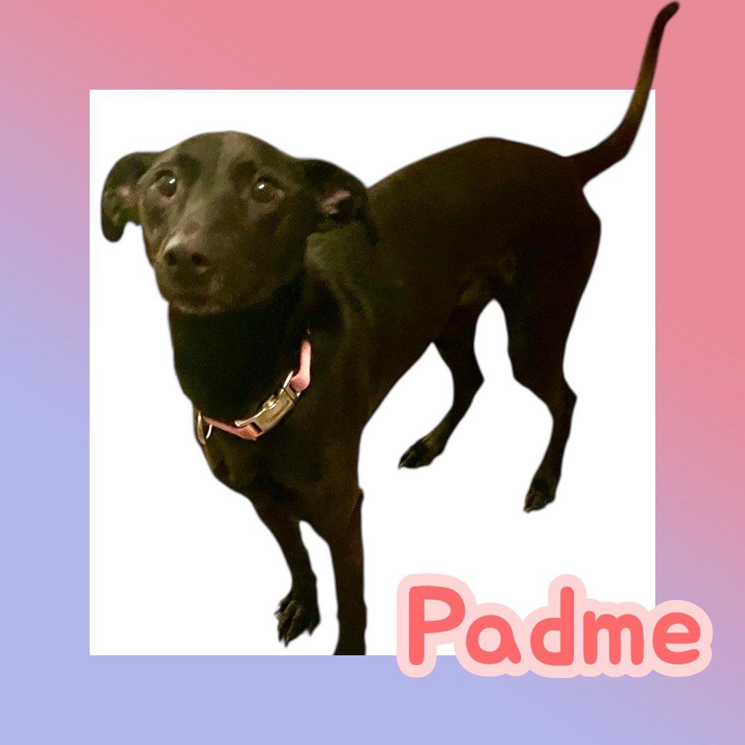 Padme thumbnail 2