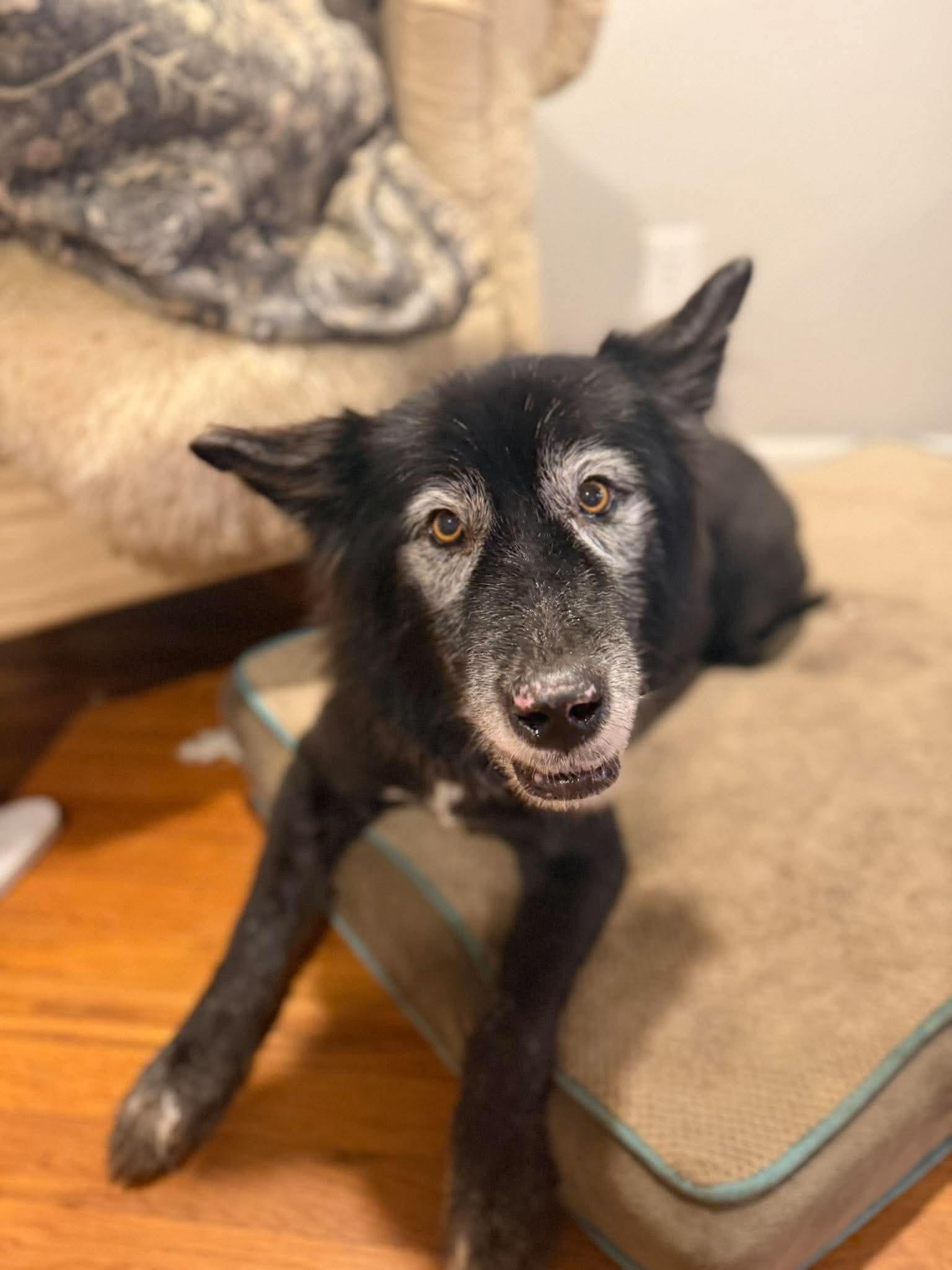 Shelby, Adoptable, Adult Female German Shepherd Dog & Great Pyrenees.