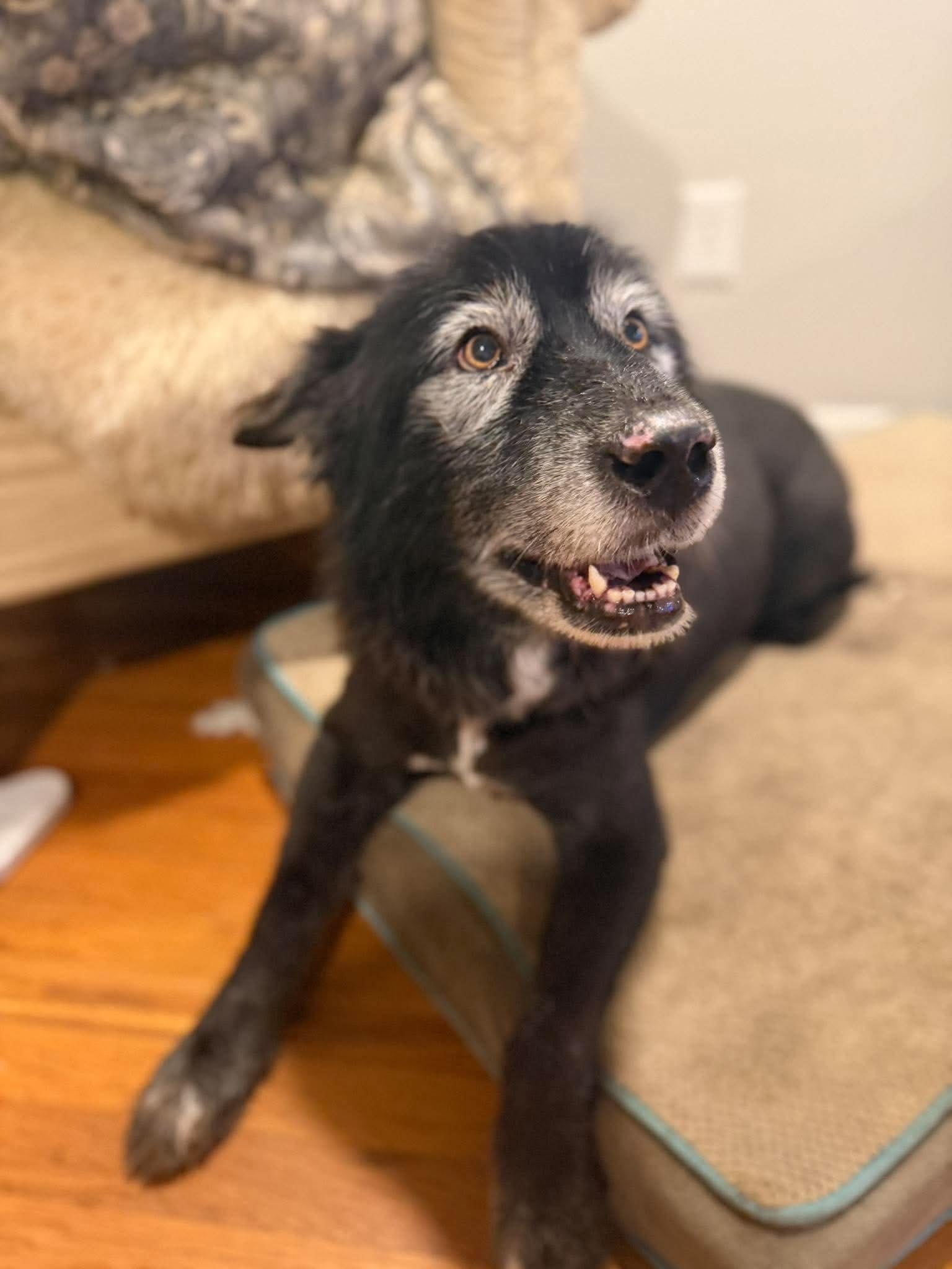 Enlarge Shelby, a Adoptable mixed breed in Mount Pleasant, SC image 2/3