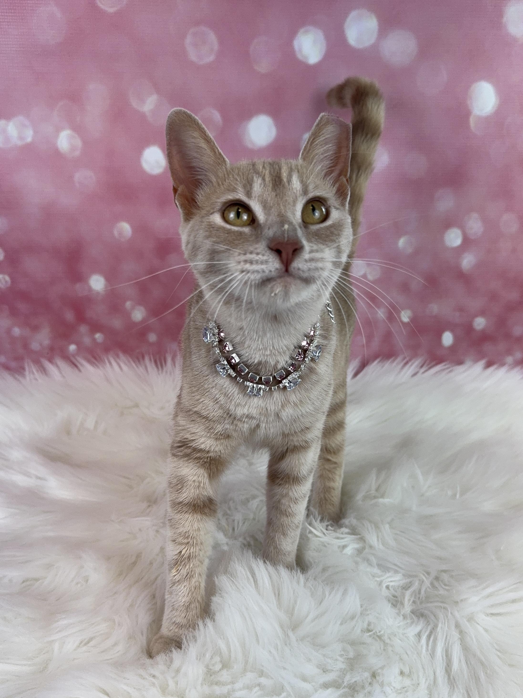 Enlarge Amber- cat and small dog friendly, a ADOPTABLE Tabby in Houston, TX image 3/4