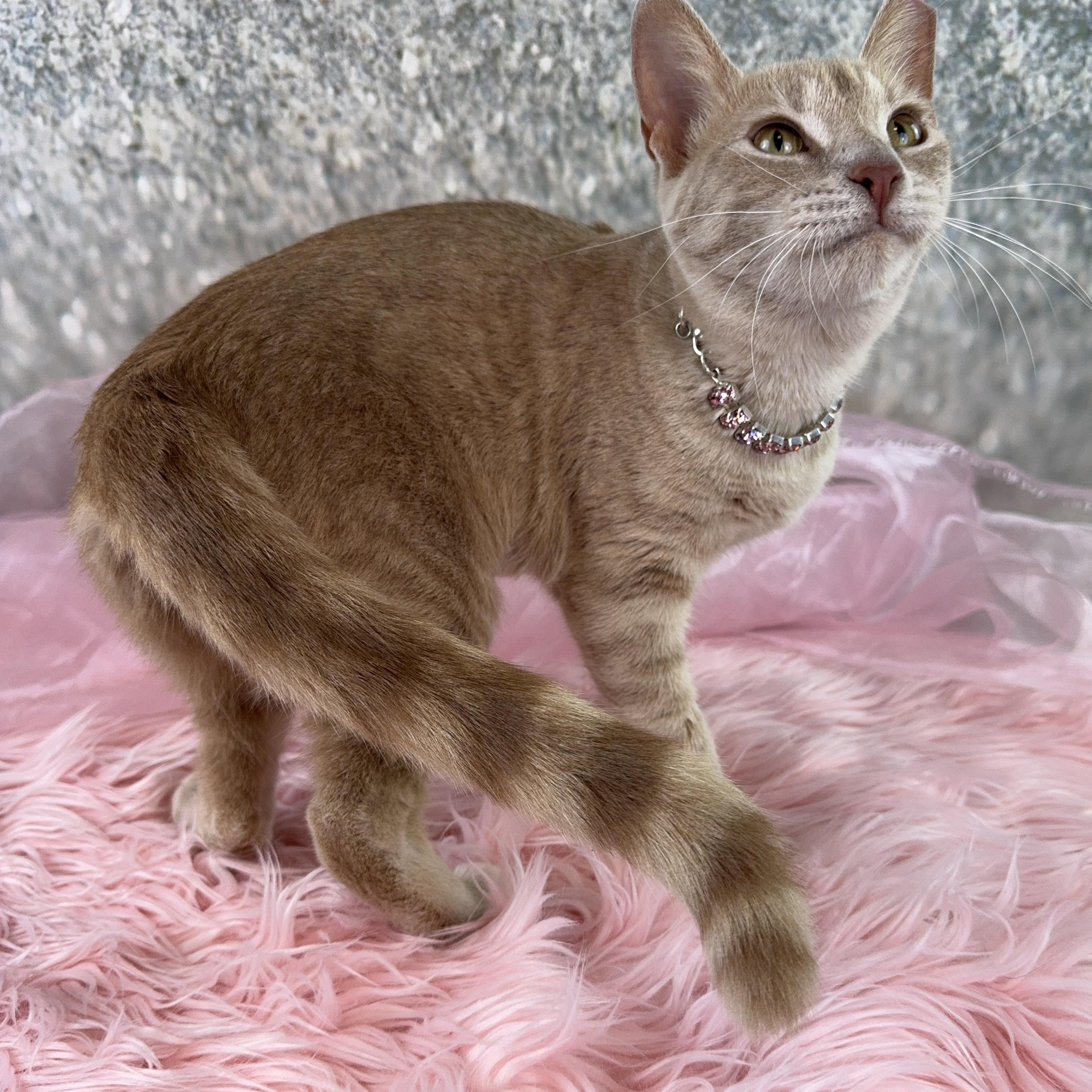 Enlarge Amber- cat and small dog friendly, a ADOPTABLE Tabby in Houston, TX image 4/4