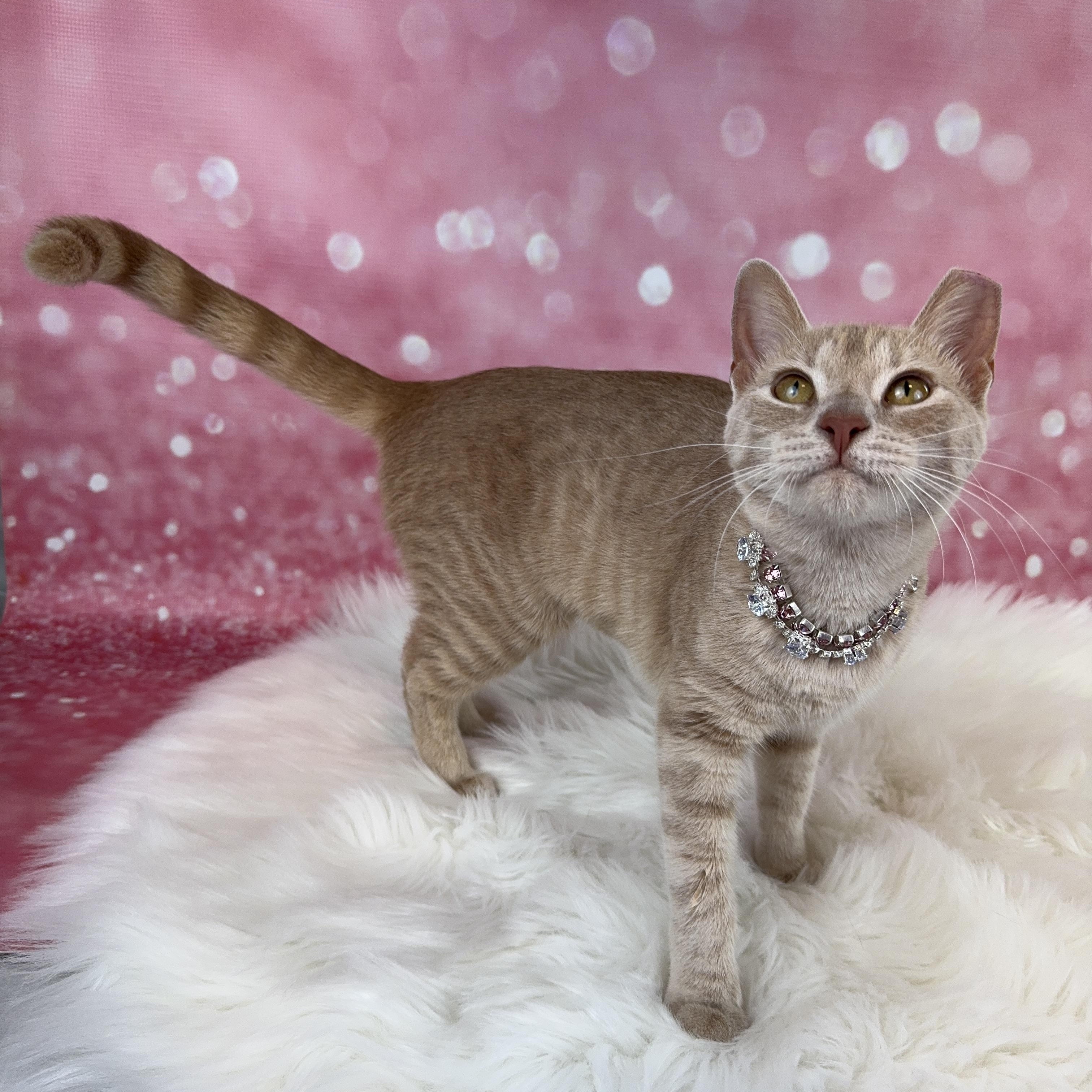 Enlarge Amber- cat and small dog friendly, a ADOPTABLE Tabby in Houston, TX image 2/4