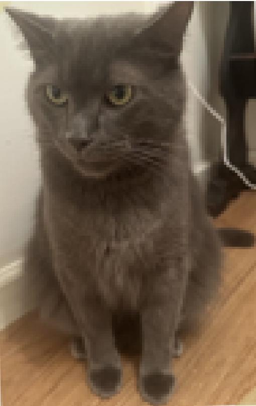 Enlarge Shadow (Courtesy Post), a Adoptable Domestic Short Hair in Lemoyne, PA image 1/3
