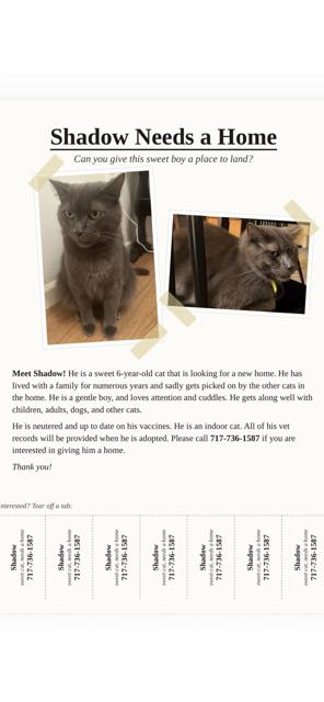 Enlarge Shadow (Courtesy Post), a Adoptable Domestic Short Hair in Lemoyne, PA image 3/3