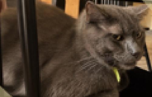 Enlarge Shadow (Courtesy Post), a Adoptable Domestic Short Hair in Lemoyne, PA image 2/3