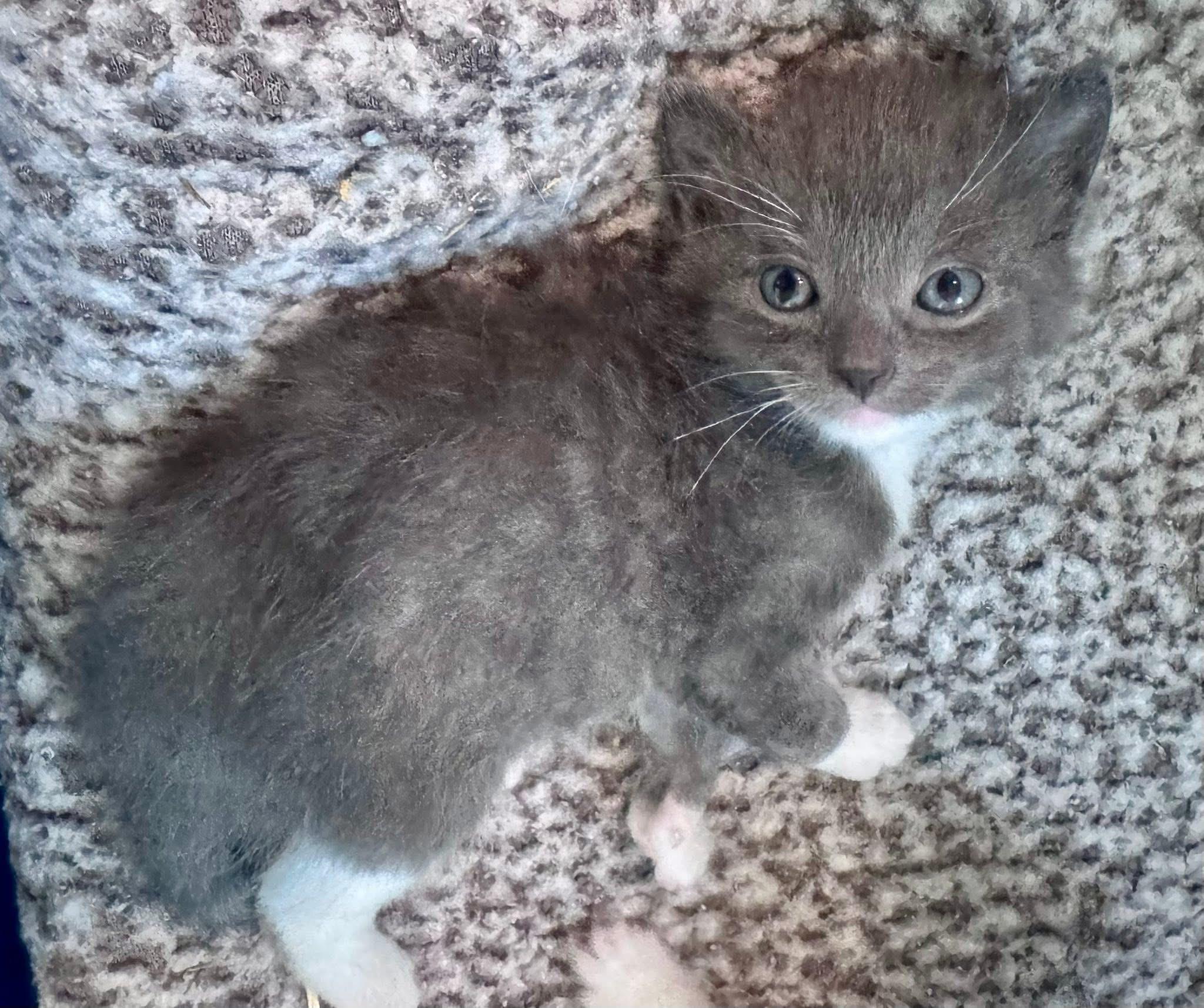 Enlarge Boo, Sully, and Mike, a ADOPTABLE Domestic Medium Hair in Walker, MI image 2/4