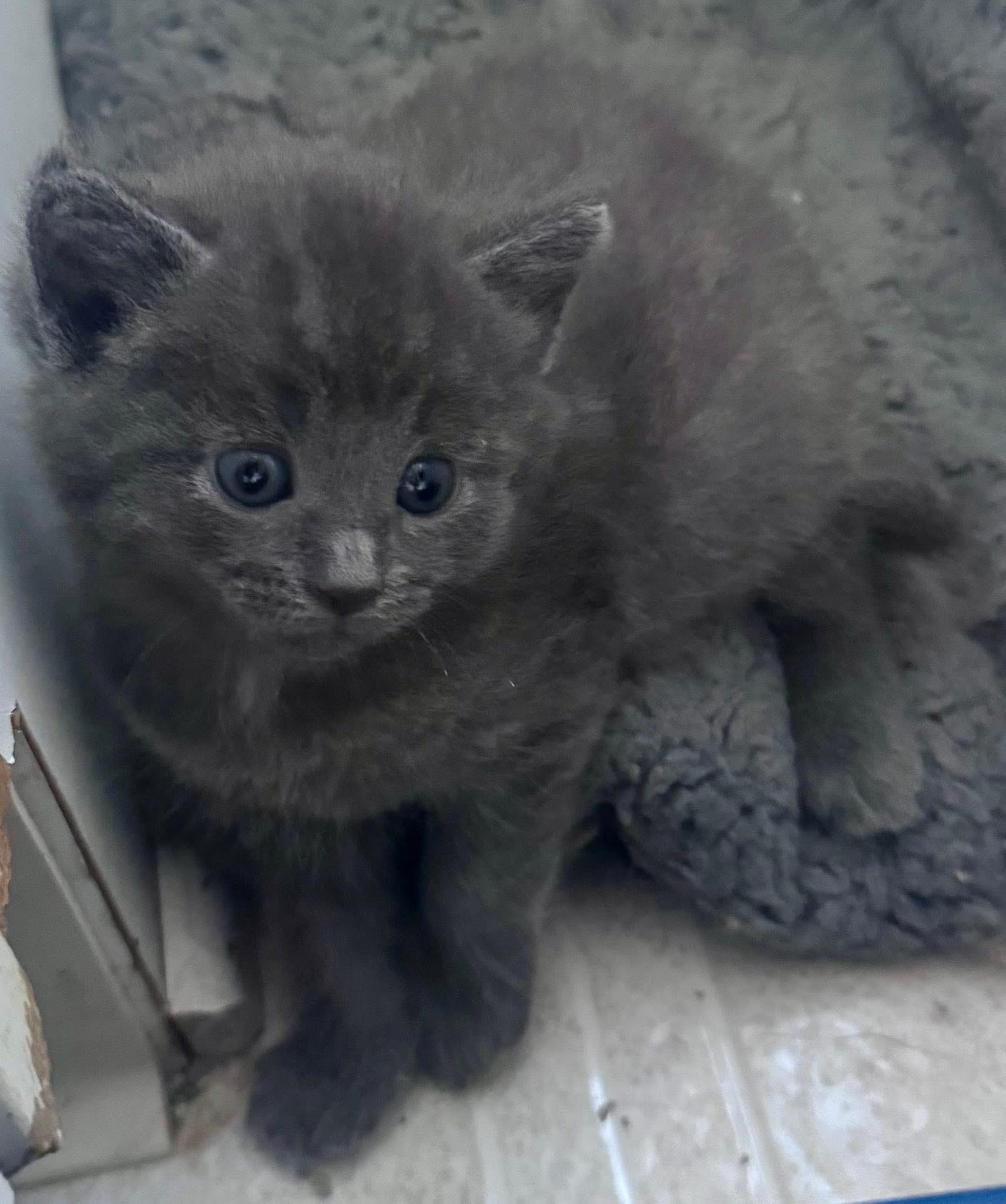 Enlarge Boo, Sully, and Mike, a ADOPTABLE Domestic Medium Hair in Walker, MI image 3/4