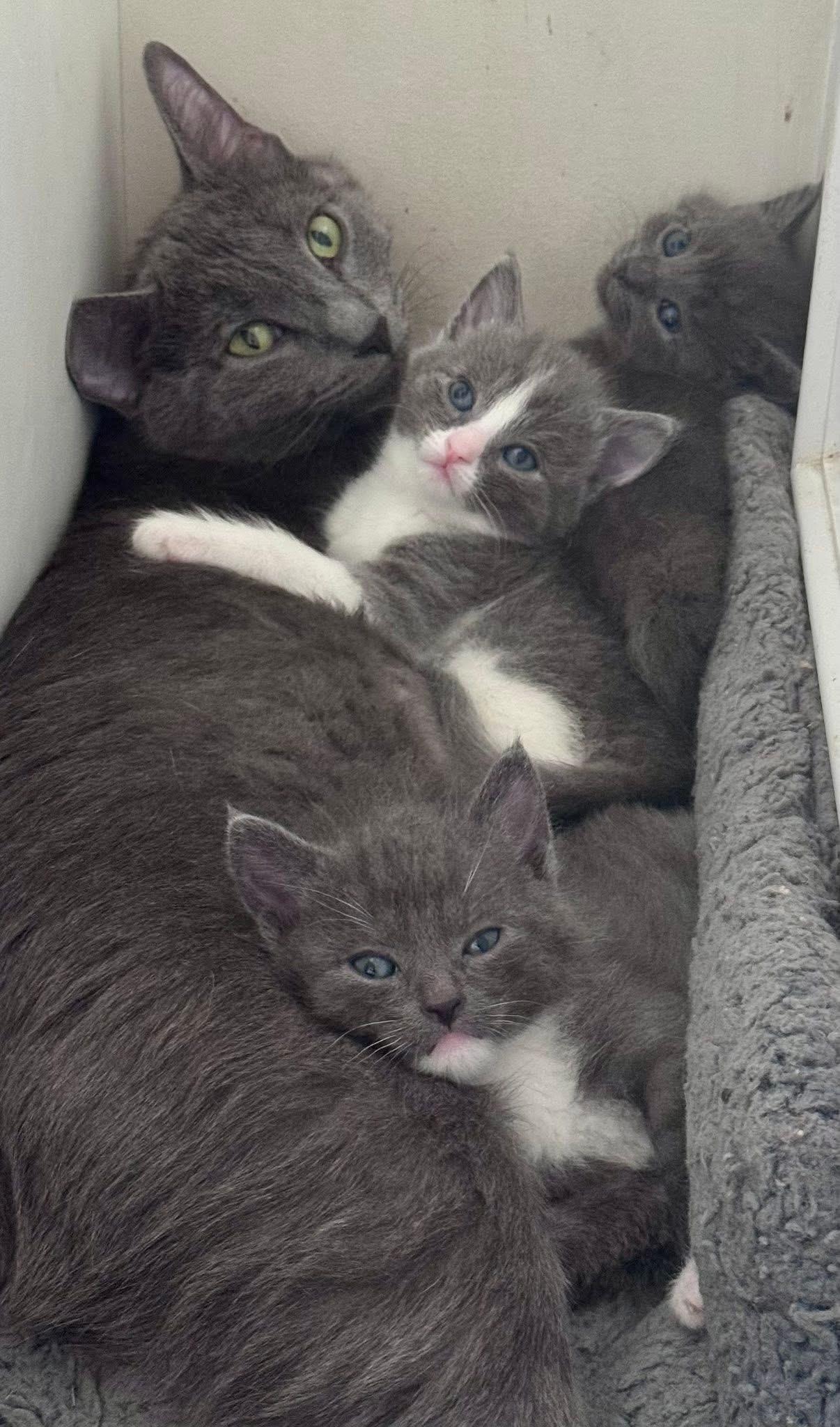 Enlarge Boo, Sully, and Mike, a ADOPTABLE Domestic Medium Hair in Walker, MI image 1/4