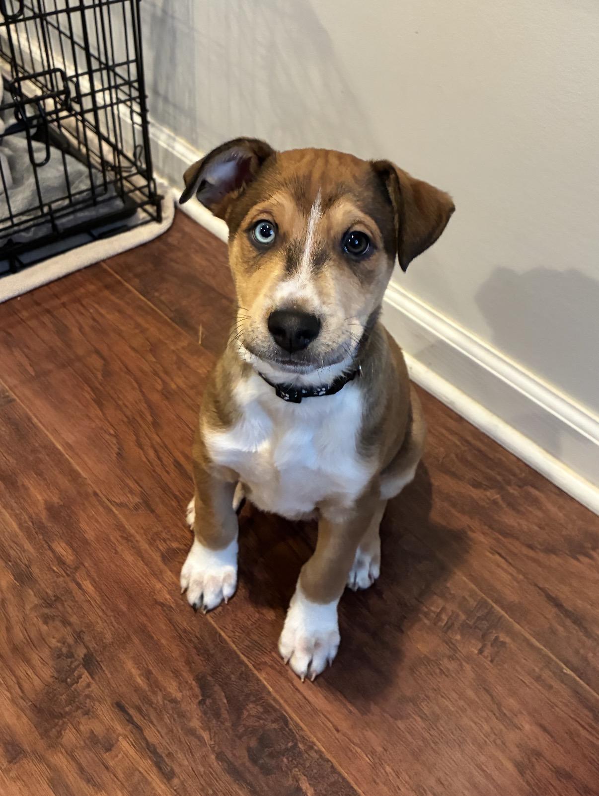 Enlarge Hershey, an adopted mixed breed in Hamilton , NJ image 1/1