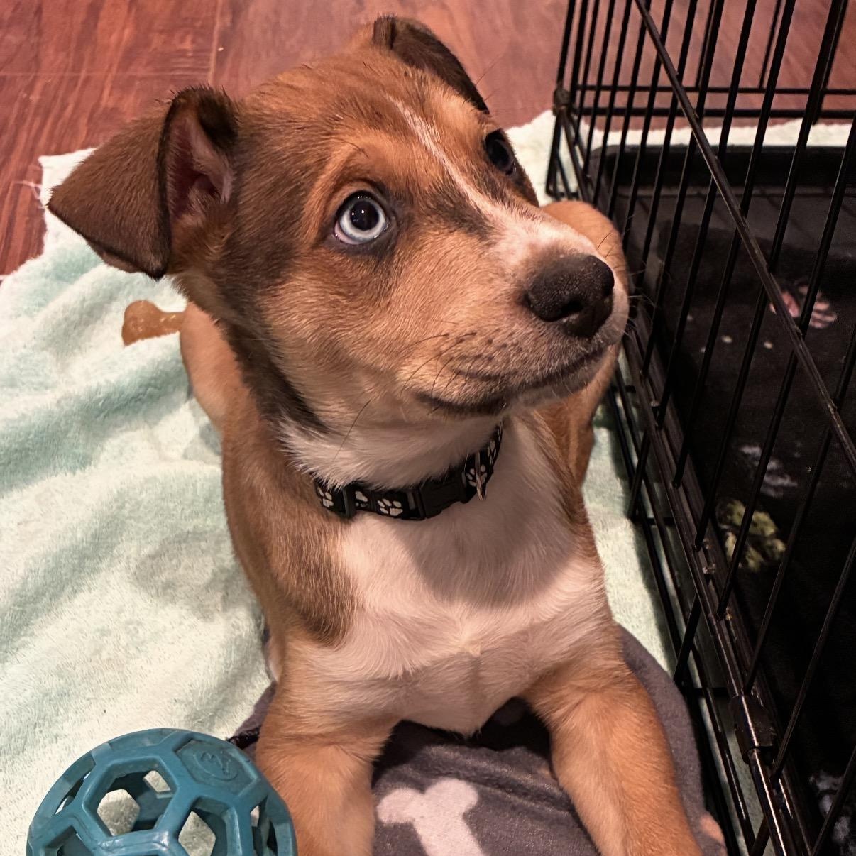 Enlarge Hershey, a Adoptable mixed breed in Hamilton , NJ image 1/1