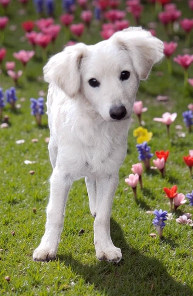 Enlarge Peter , an adopted mixed breed in Montesano, WA image 1/6