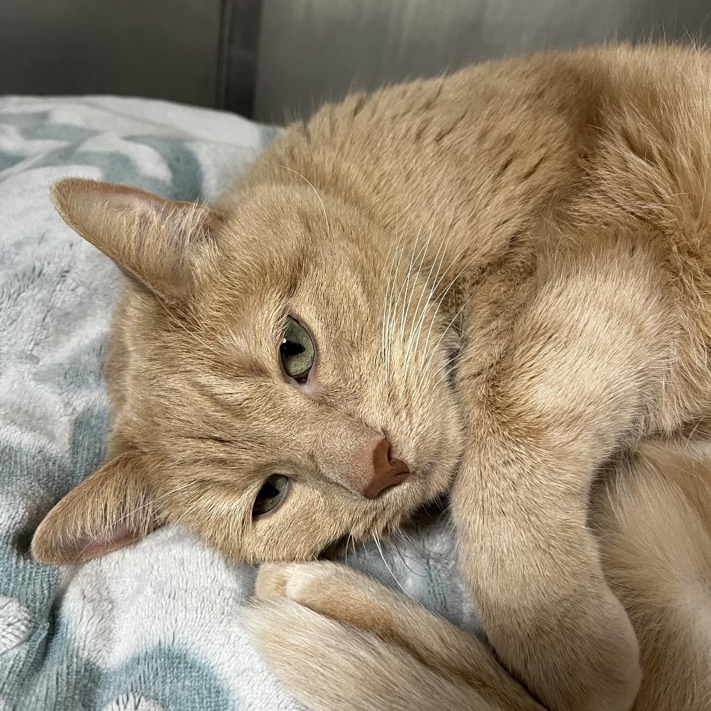 Enlarge Reese, a Adoptable Domestic Short Hair in Uniontown, PA image 1/2