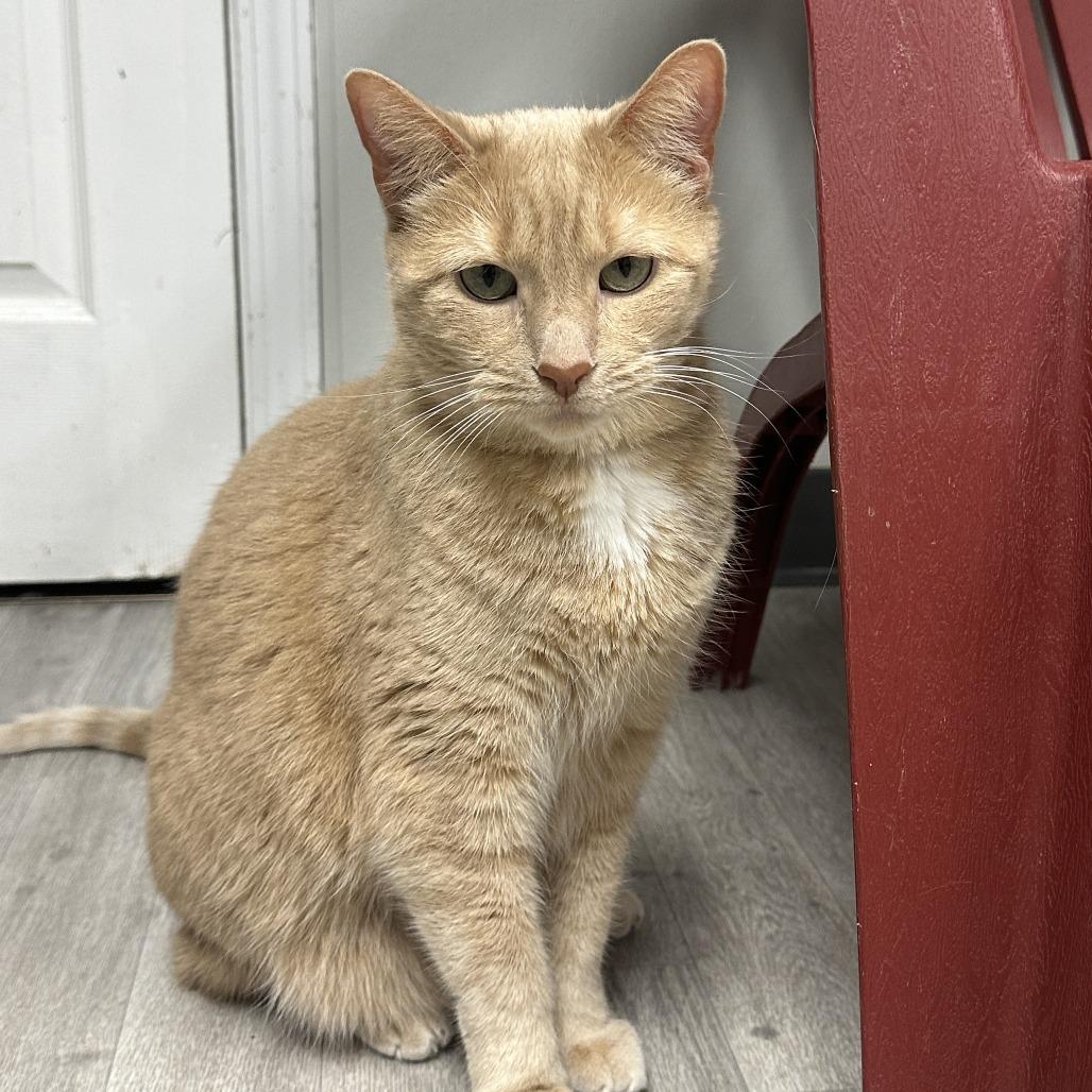 Enlarge Reese, a Adoptable Domestic Short Hair in Uniontown, PA image 2/6