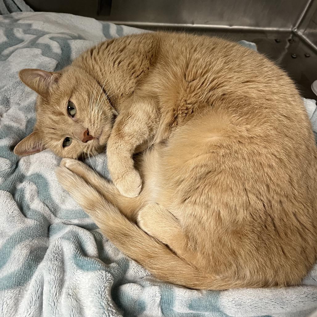 Enlarge Reese, a Adoptable Domestic Short Hair in Uniontown, PA image 2/2