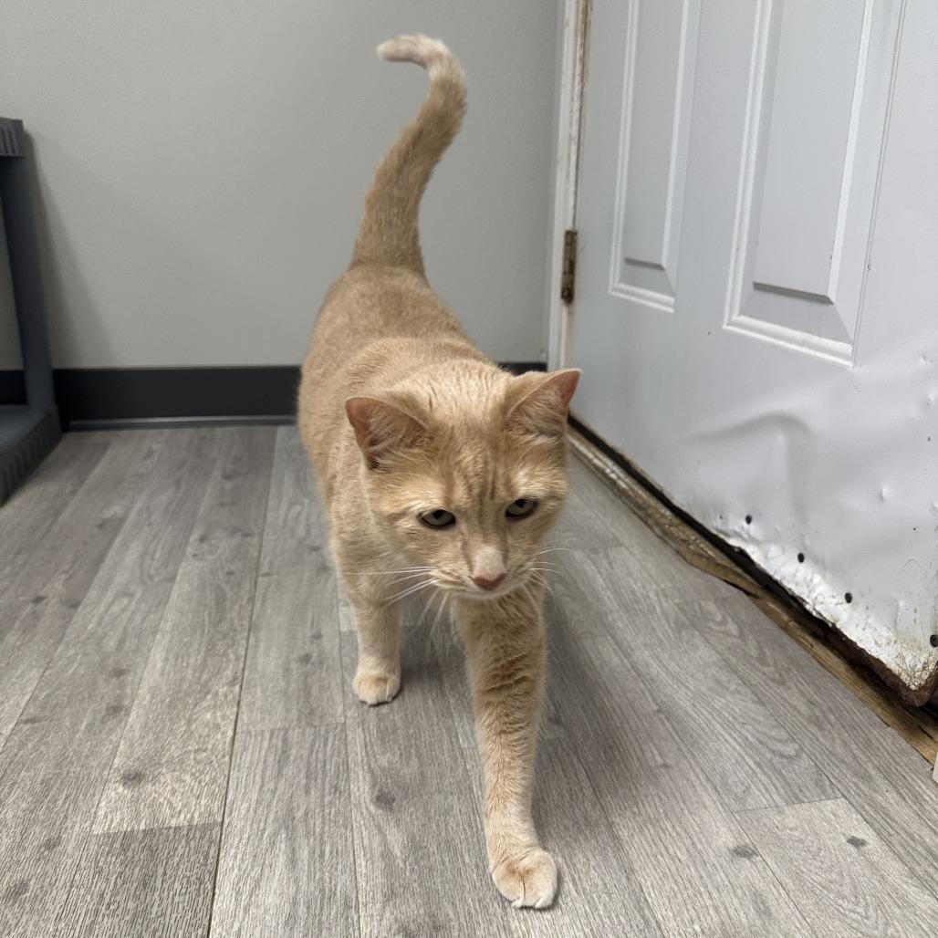 Enlarge Reese, a Adoptable Domestic Short Hair in Uniontown, PA image 4/6