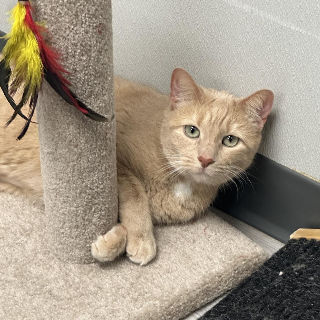 Enlarge Reese, a Adoptable Domestic Short Hair in Uniontown, PA image 6/6