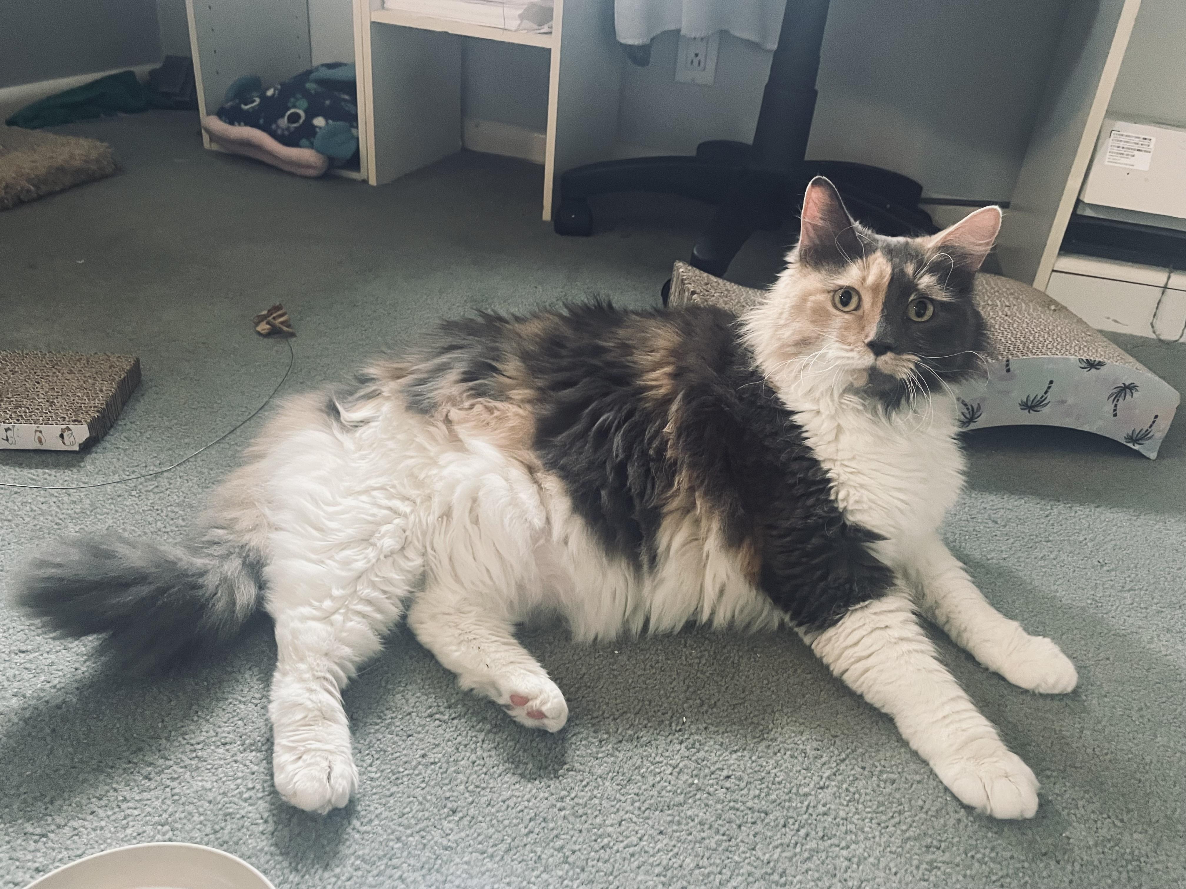 Enlarge Large Marge, an adopted Domestic Medium Hair in Milwaukee, WI image 2/6