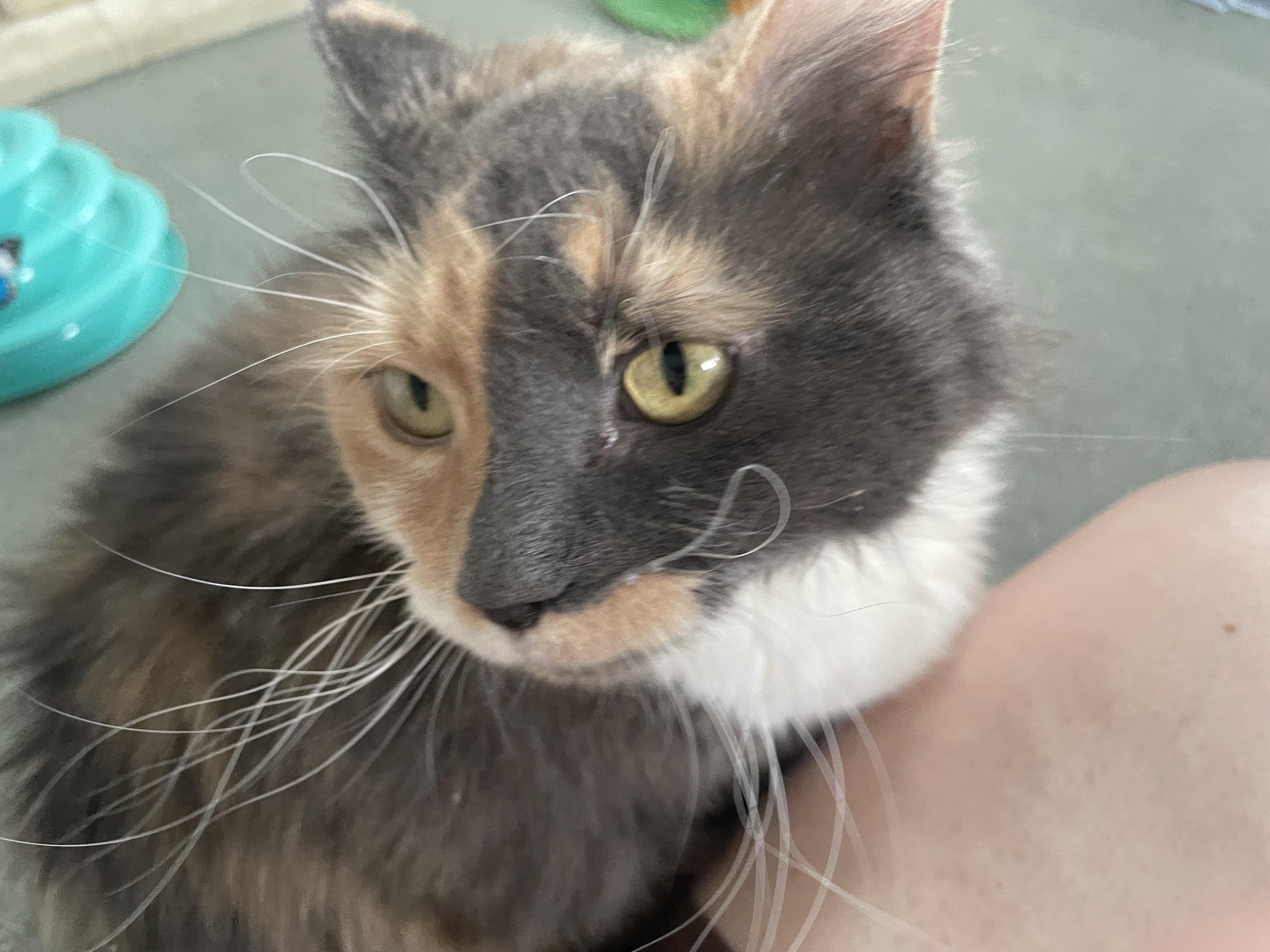 Enlarge Large Marge, an adopted Domestic Medium Hair in Milwaukee, WI image 3/6