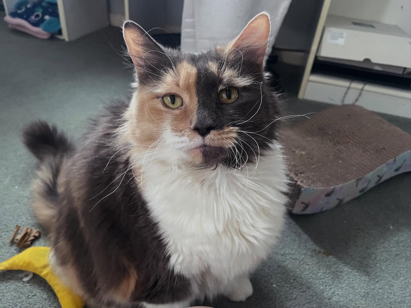 Large Marge, adopted, Adult Female Domestic Medium Hair.