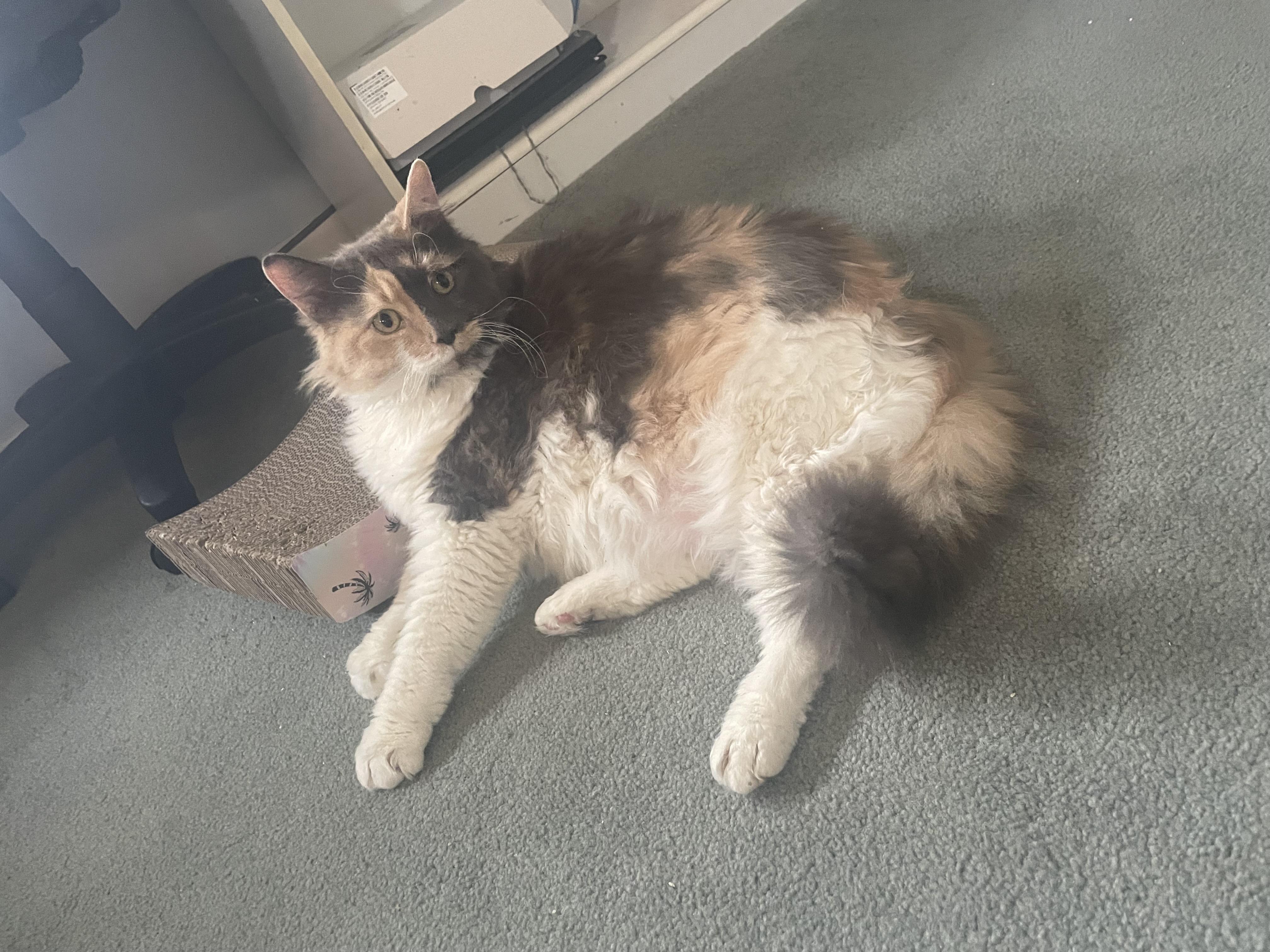 Enlarge Large Marge, an adopted Domestic Medium Hair in Milwaukee, WI image 5/6