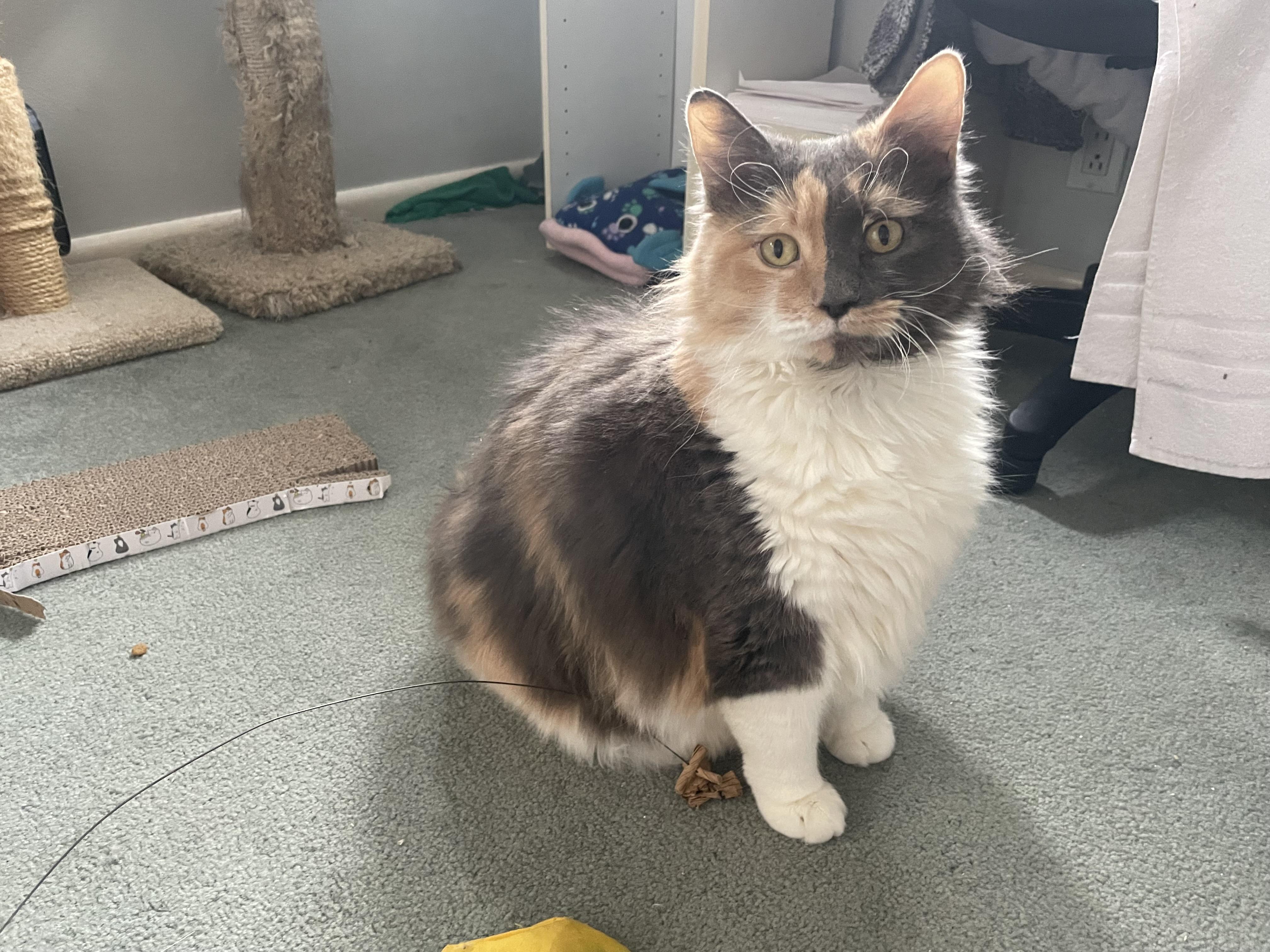 Enlarge Large Marge, an adopted Domestic Medium Hair in Milwaukee, WI image 4/6
