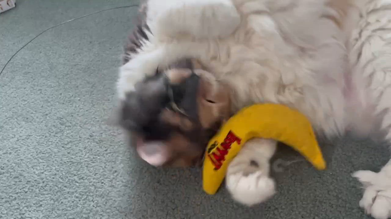 Enlarge Large Marge, an adopted Domestic Medium Hair in Milwaukee, WI video 6/6