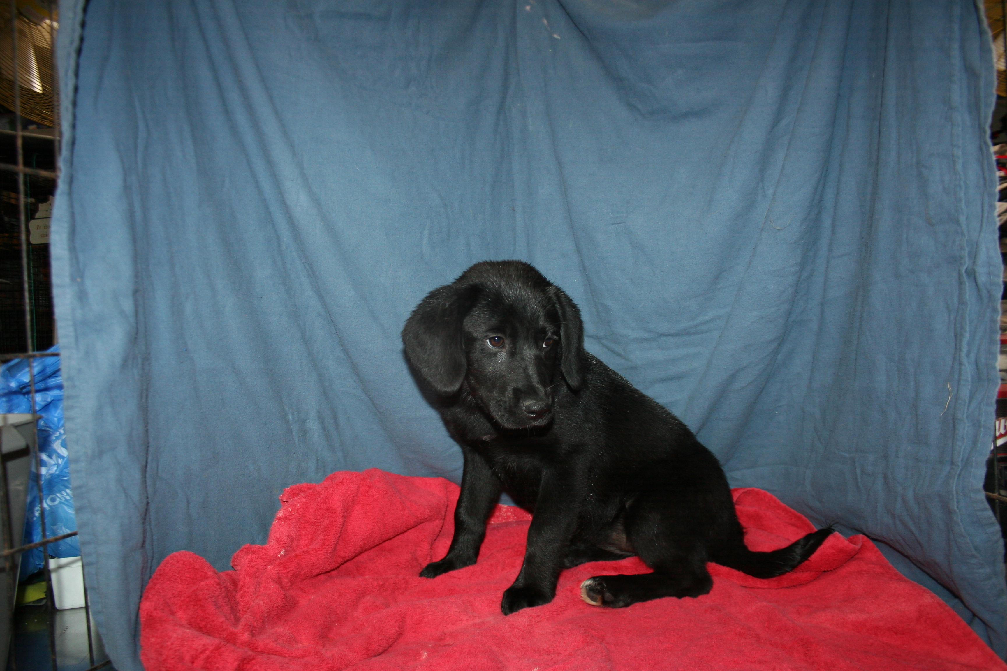 Enlarge Ember - ADOPTION PENDING , a ADOPTABLE mixed breed in Howell, MI image 2/5