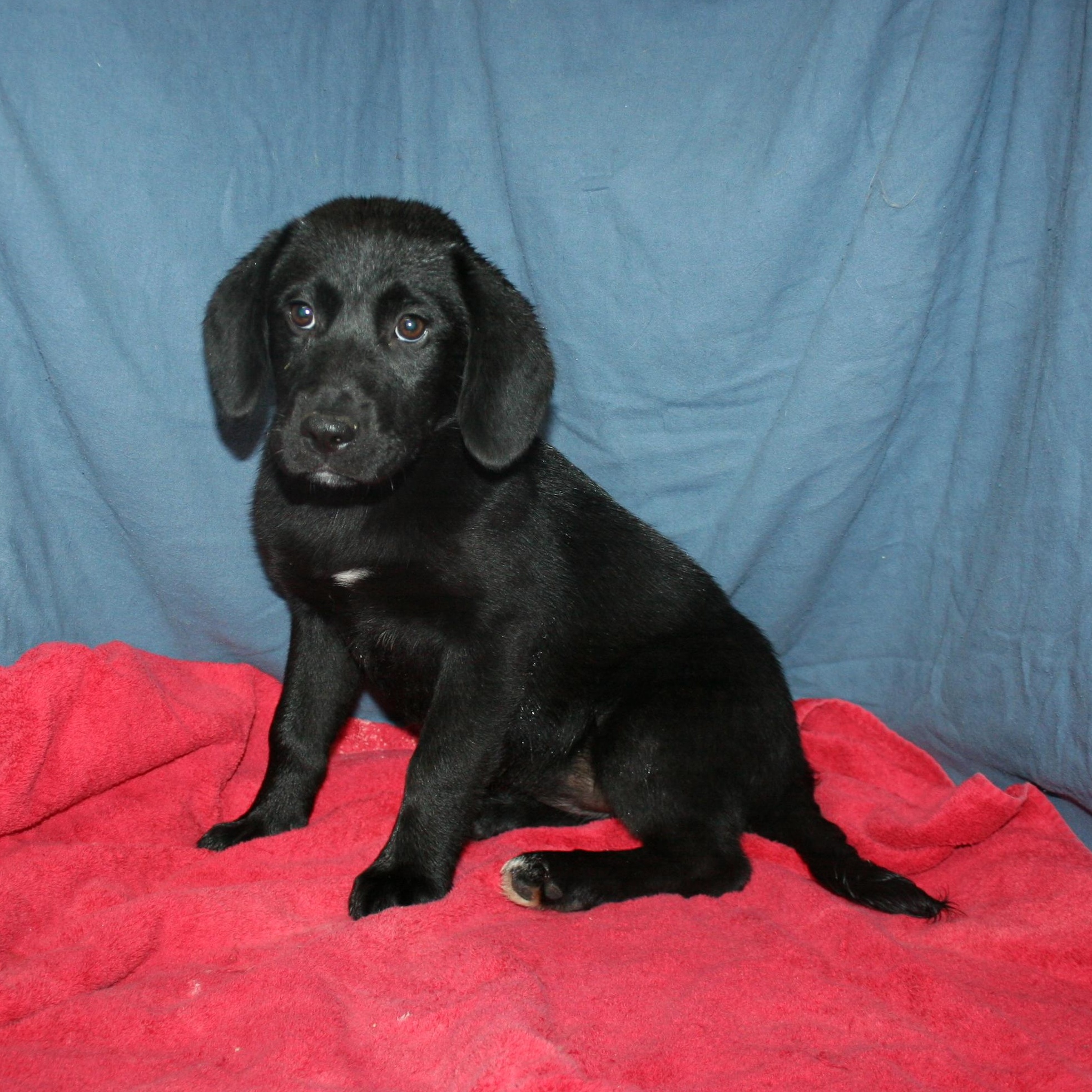 Ember - ADOPTION PENDING , ADOPTABLE, Puppy Female Labrador Retriever.