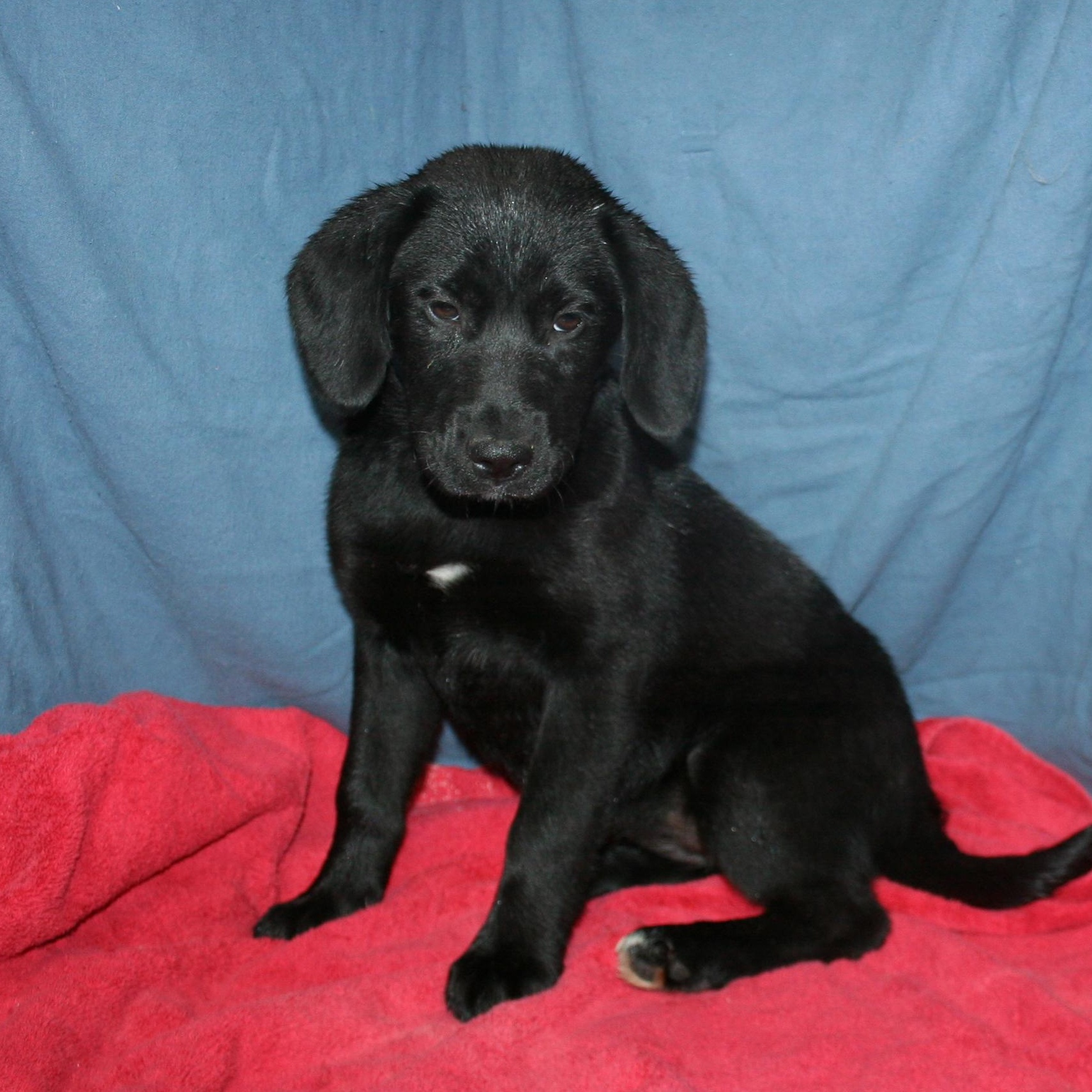 Enlarge Ember - ADOPTION PENDING , a ADOPTABLE mixed breed in Howell, MI image 4/5