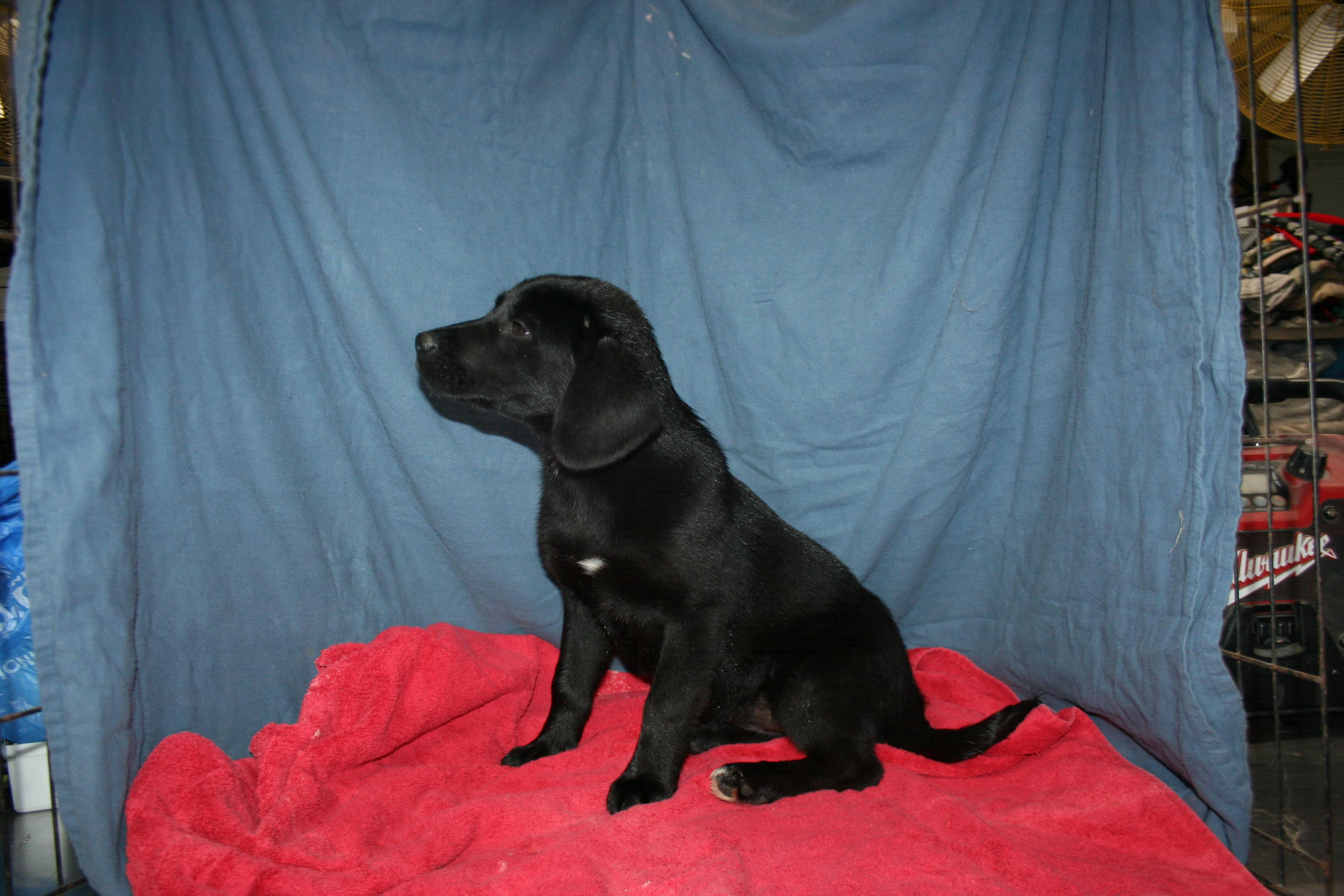 Enlarge Ember - ADOPTION PENDING , a ADOPTABLE mixed breed in Howell, MI image 5/5