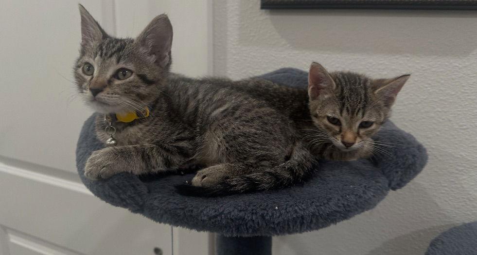 Enlarge Jet, a Adoptable Tabby in Orlando, FL image 2/3