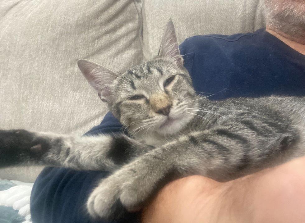 Enlarge Jet, a Adoptable Tabby in Orlando, FL image 3/3