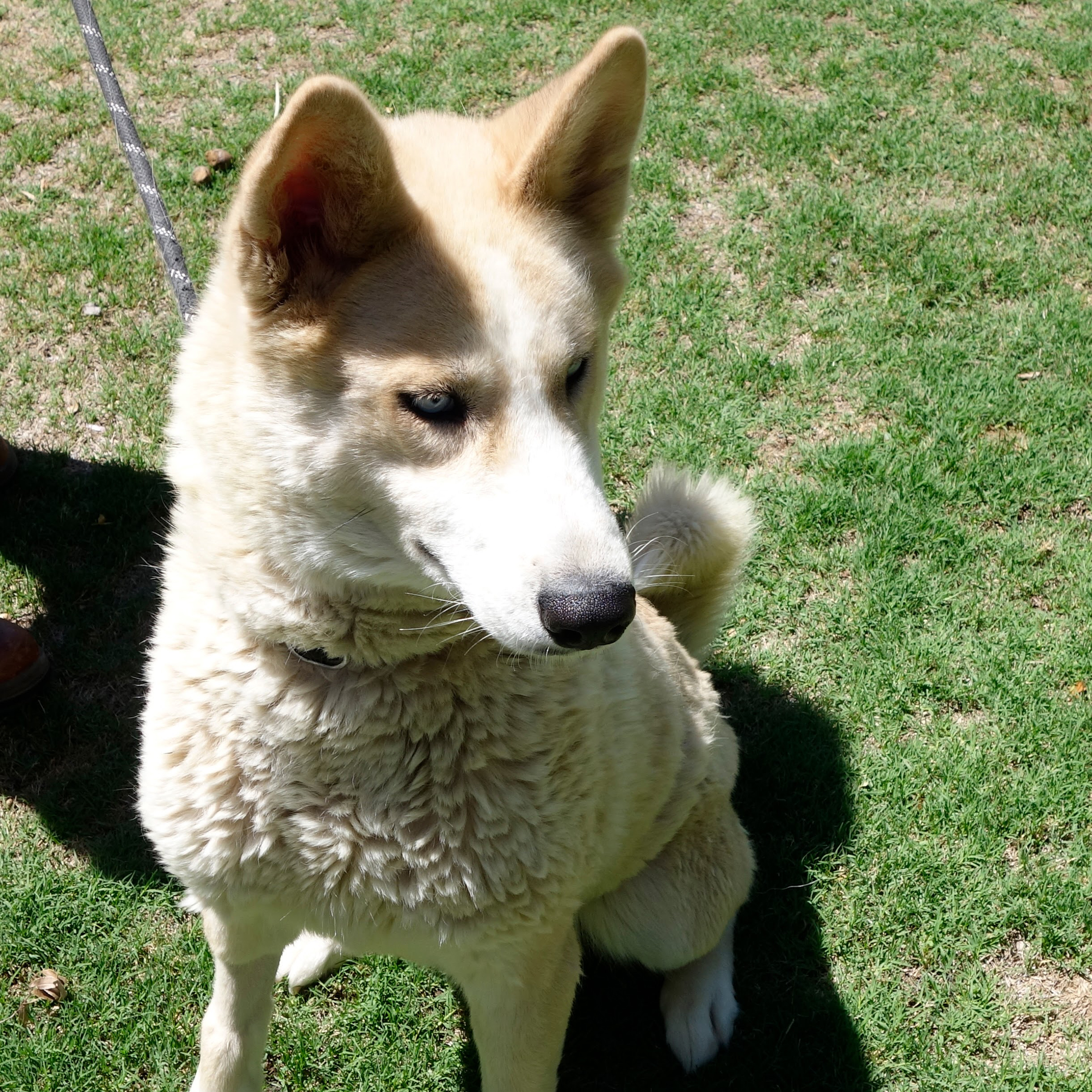 Skadi, Adopted, Young Female Siberian Husky.