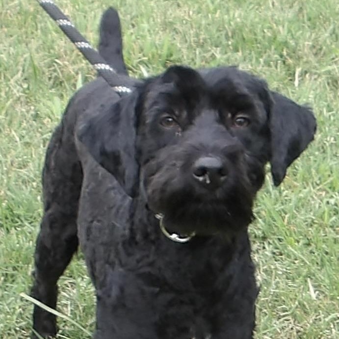 Enlarge Sherlock Holmes, an adopted Mixed Breed in Gloucester, VA image 4/6