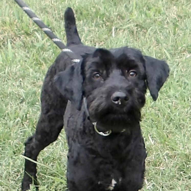 Enlarge Sherlock Holmes, an adopted Mixed Breed in Gloucester, VA image 3/6