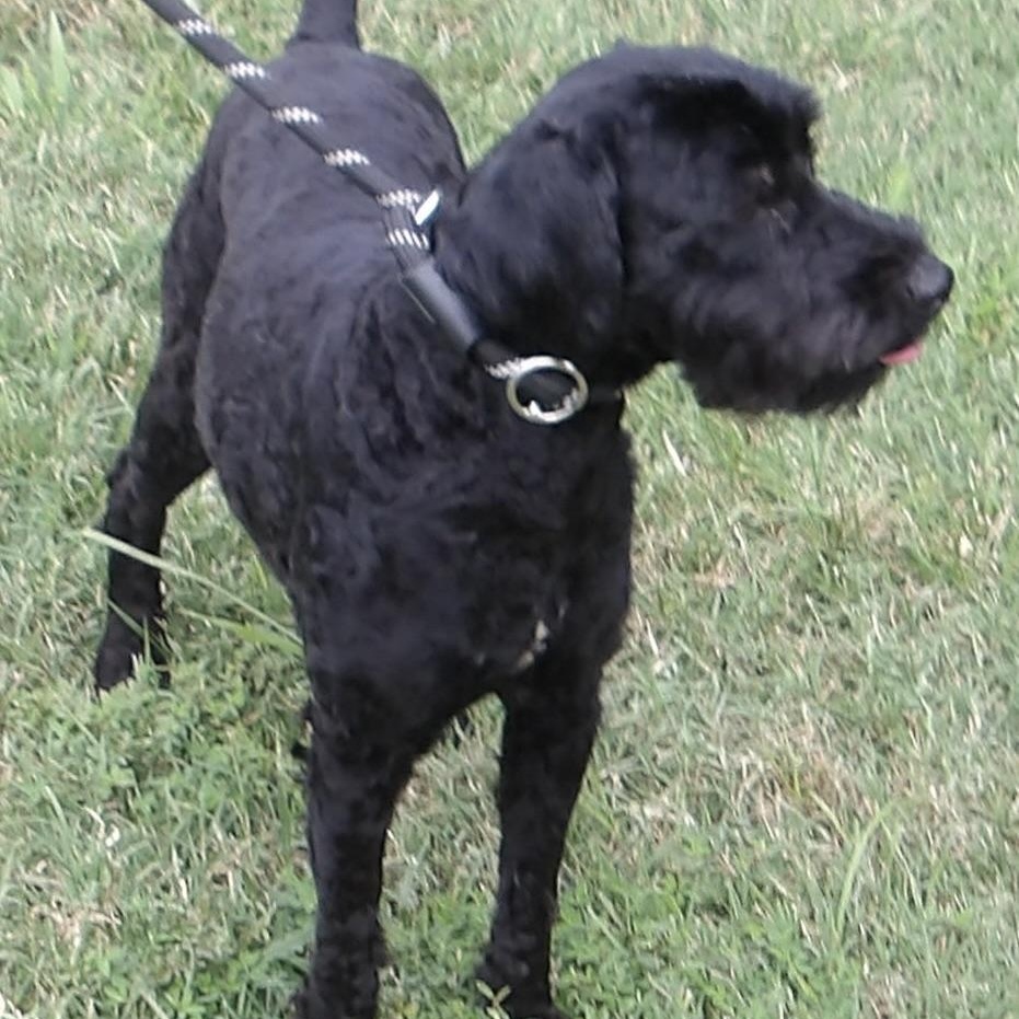 Enlarge Sherlock Holmes, an adopted Mixed Breed in Gloucester, VA image 2/6
