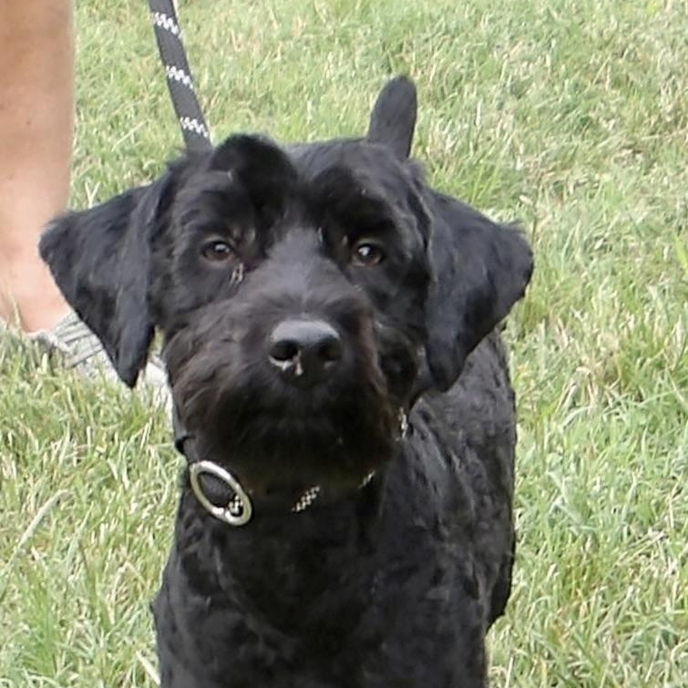 Enlarge Sherlock Holmes, an adopted Mixed Breed in Gloucester, VA image 5/6