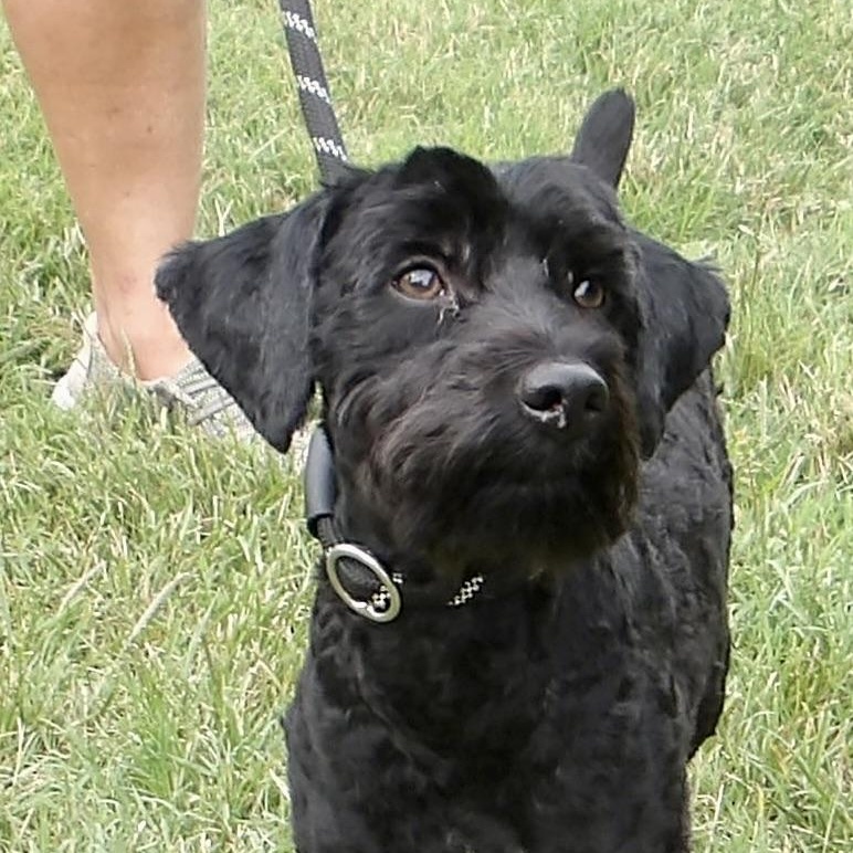 Enlarge Sherlock Holmes, an adopted Mixed Breed in Gloucester, VA image 1/6