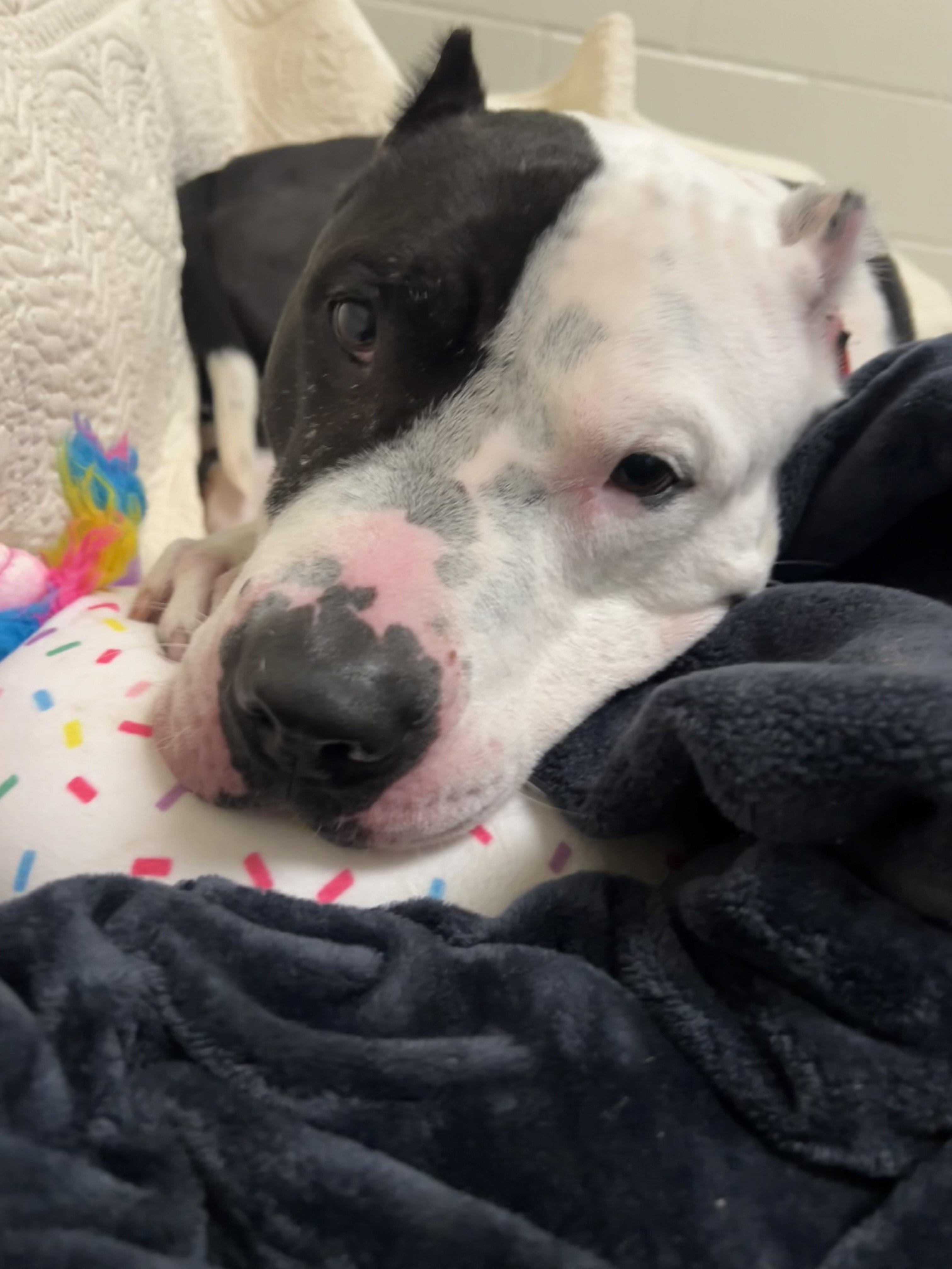 Enlarge Forest, an adopted Pit Bull Terrier in Berkeley, CA image 2/6