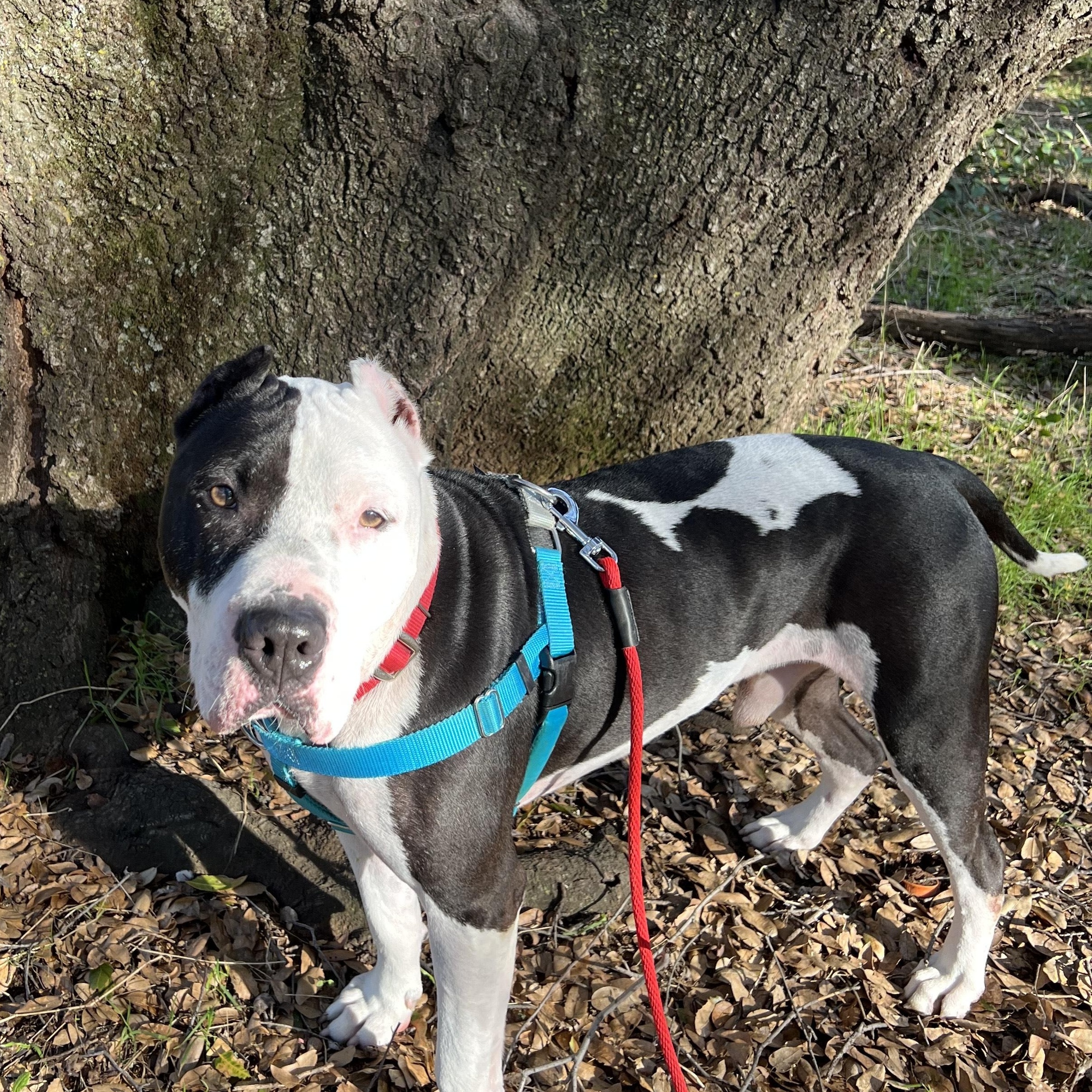 Enlarge Forest, an adopted Pit Bull Terrier in Berkeley, CA image 3/6