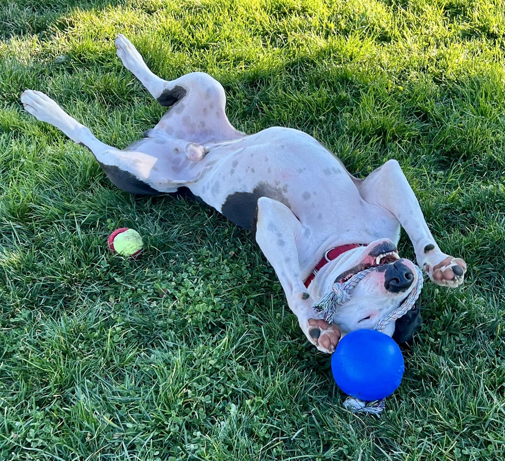 Enlarge Forest, an adopted Pit Bull Terrier in Berkeley, CA image 4/6