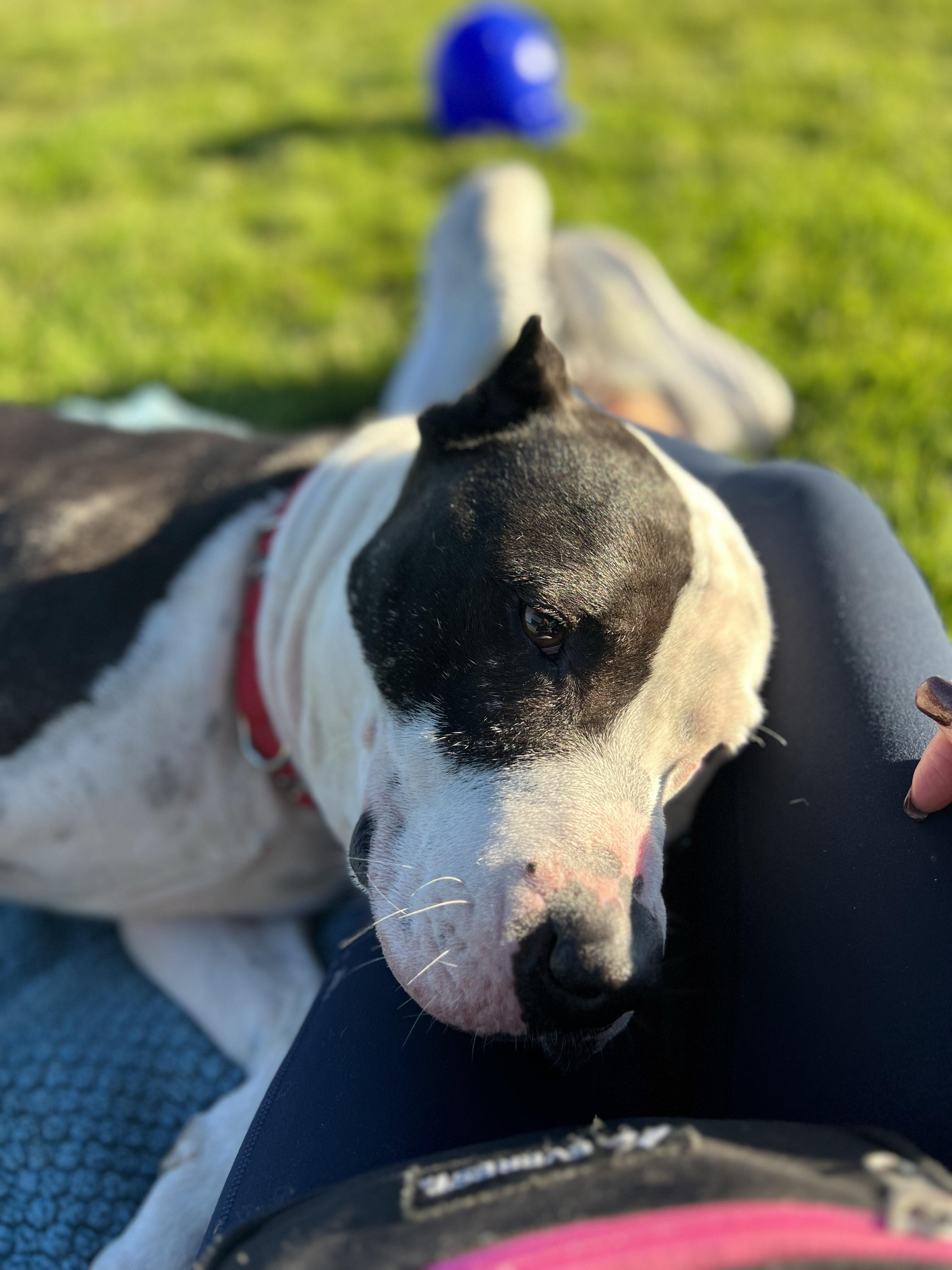 Enlarge Forest, an adopted Pit Bull Terrier in Berkeley, CA image 5/6