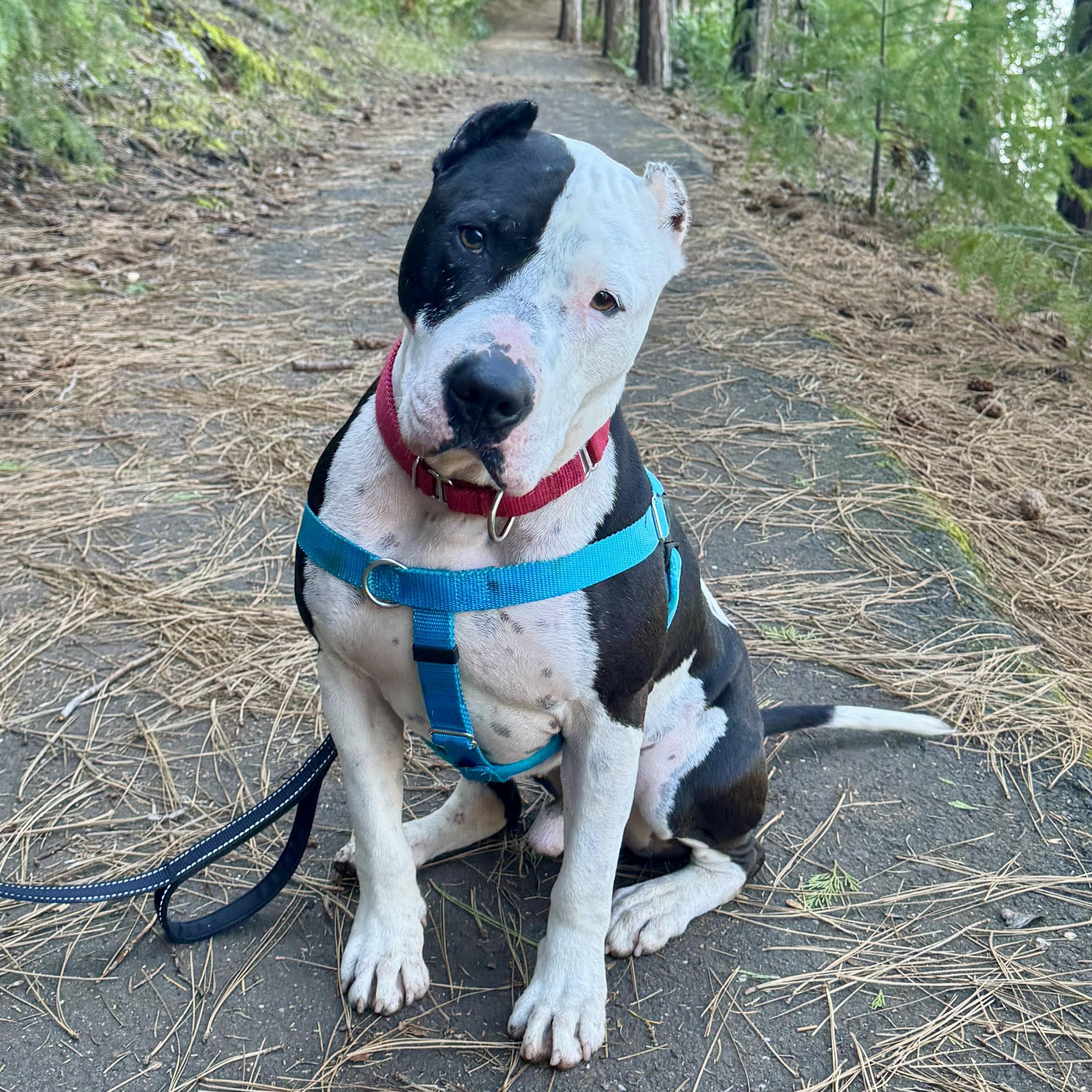 Enlarge Forest, an adopted Pit Bull Terrier in Berkeley, CA image 1/6