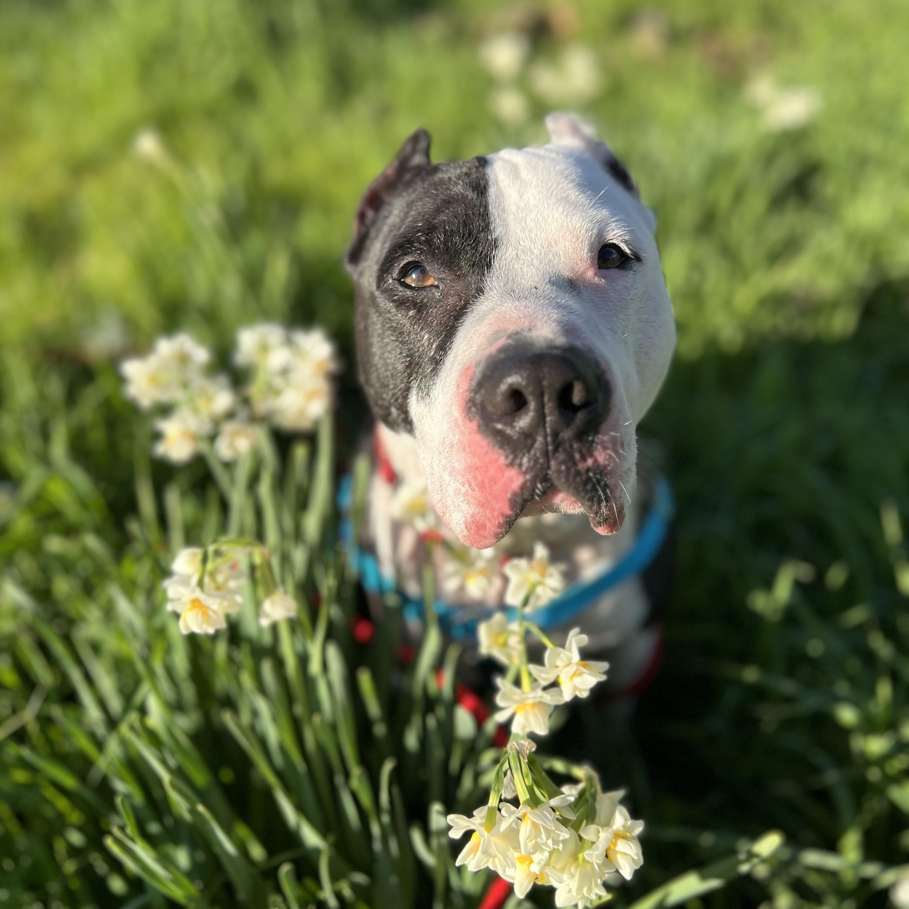 Enlarge Forest, an adopted Pit Bull Terrier in Berkeley, CA image 6/6
