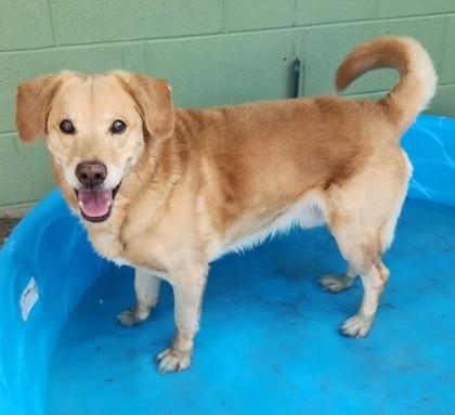 Enlarge Elmer, a ADOPTABLE Yellow Labrador Retriever in Butte, MT image 1/2