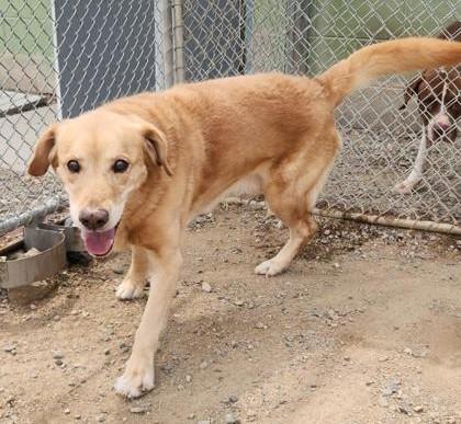 Elmer, ADOPTABLE, Senior Male Yellow Labrador Retriever.
