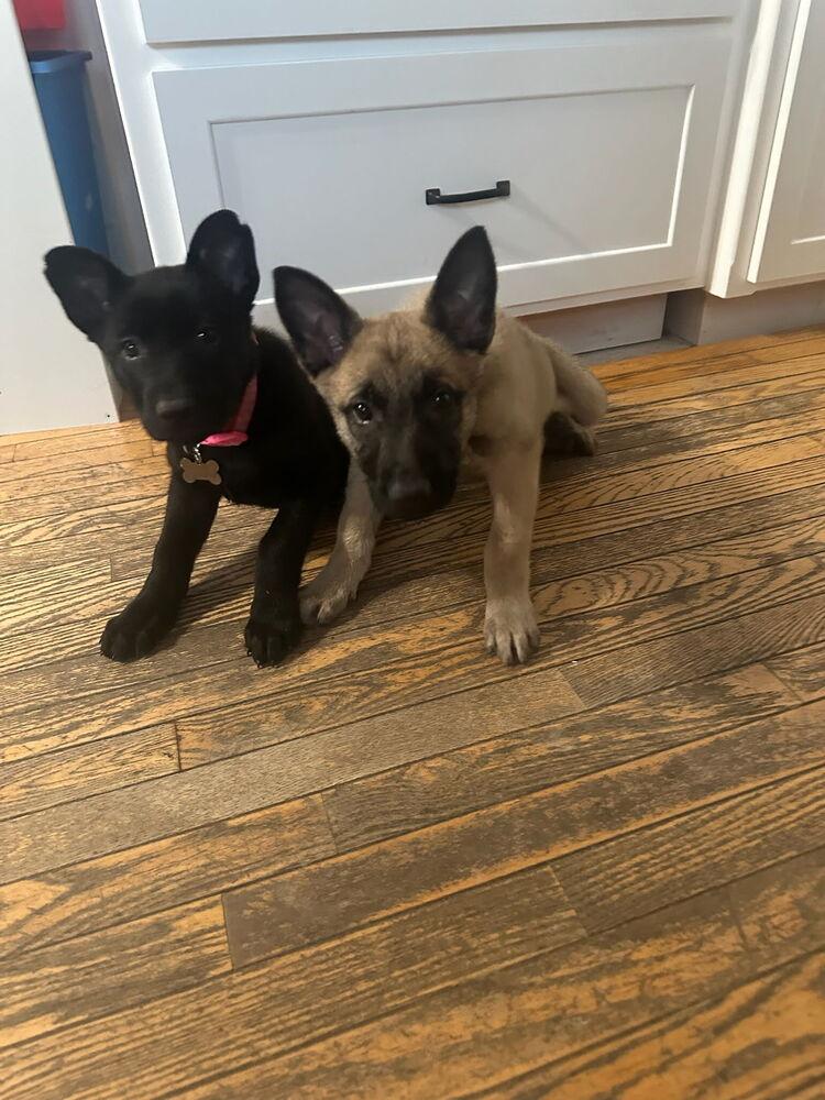 Ajax, Adoptable, Puppy Male Dutch Shepherd & Belgian Shepherd / Malinois.