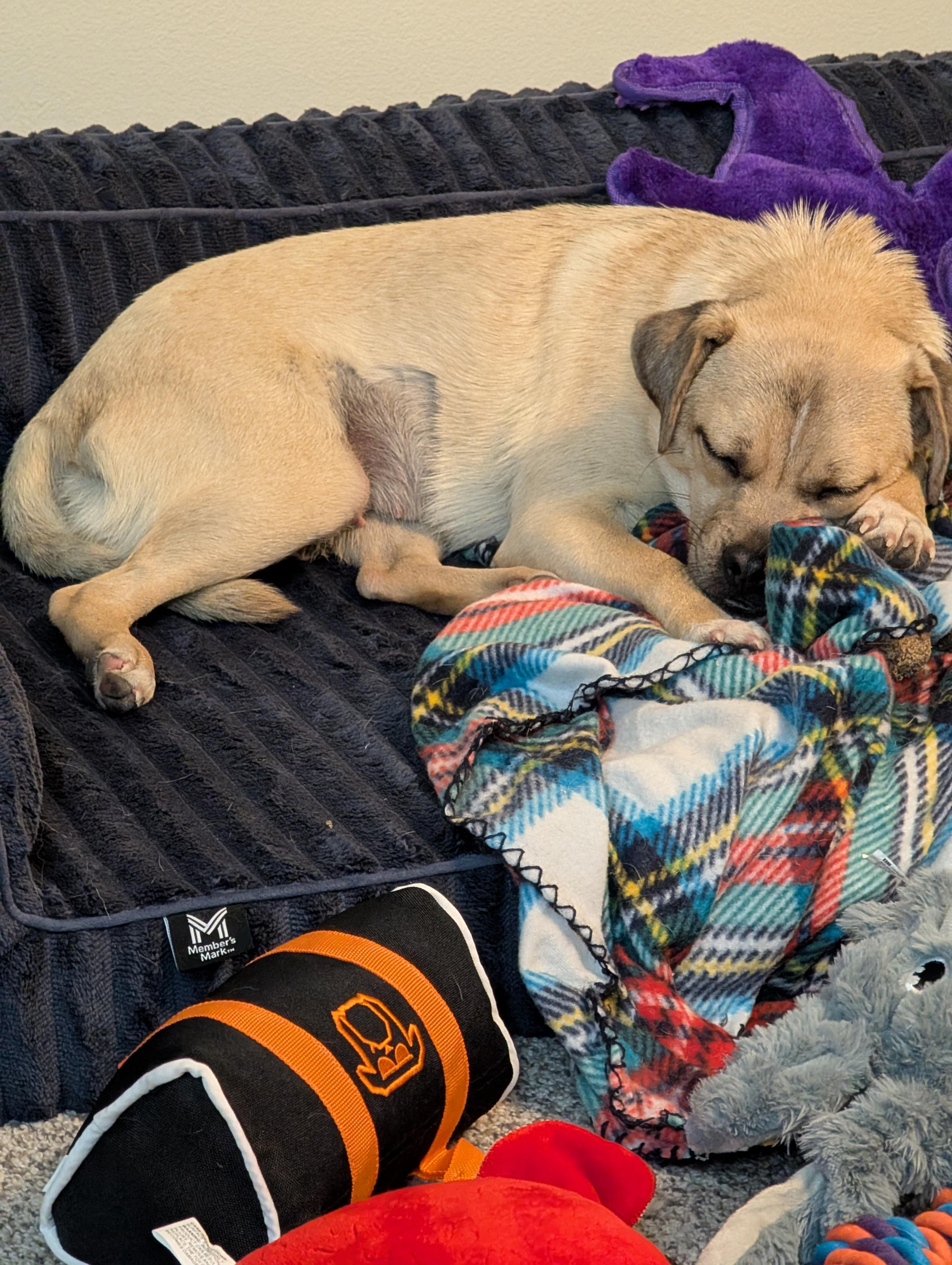 Ruthie, Adoptable, Adult Female Pug & Mixed Breed.