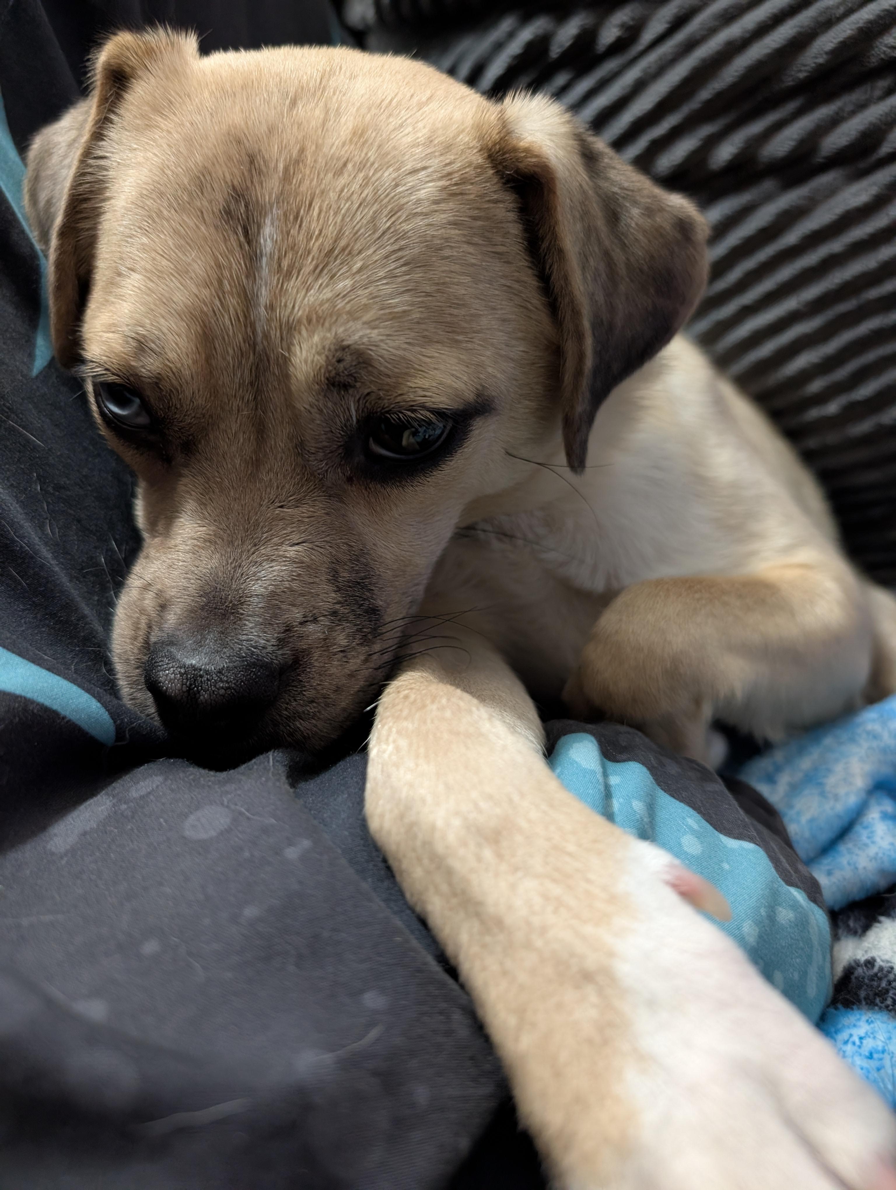 Enlarge Ruthie, a Adoptable mixed breed in Alma, WI image 2/6